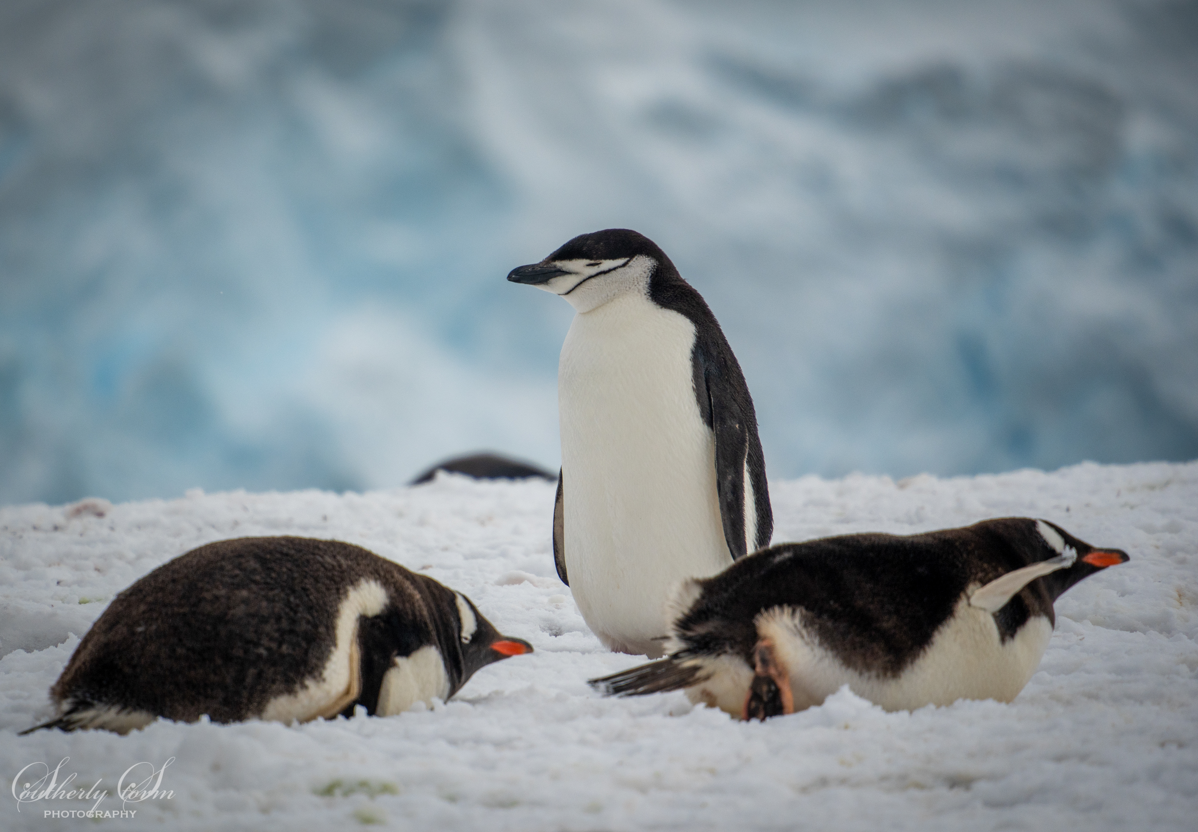 One chinstrap penguin amongst the gentoo penguins
