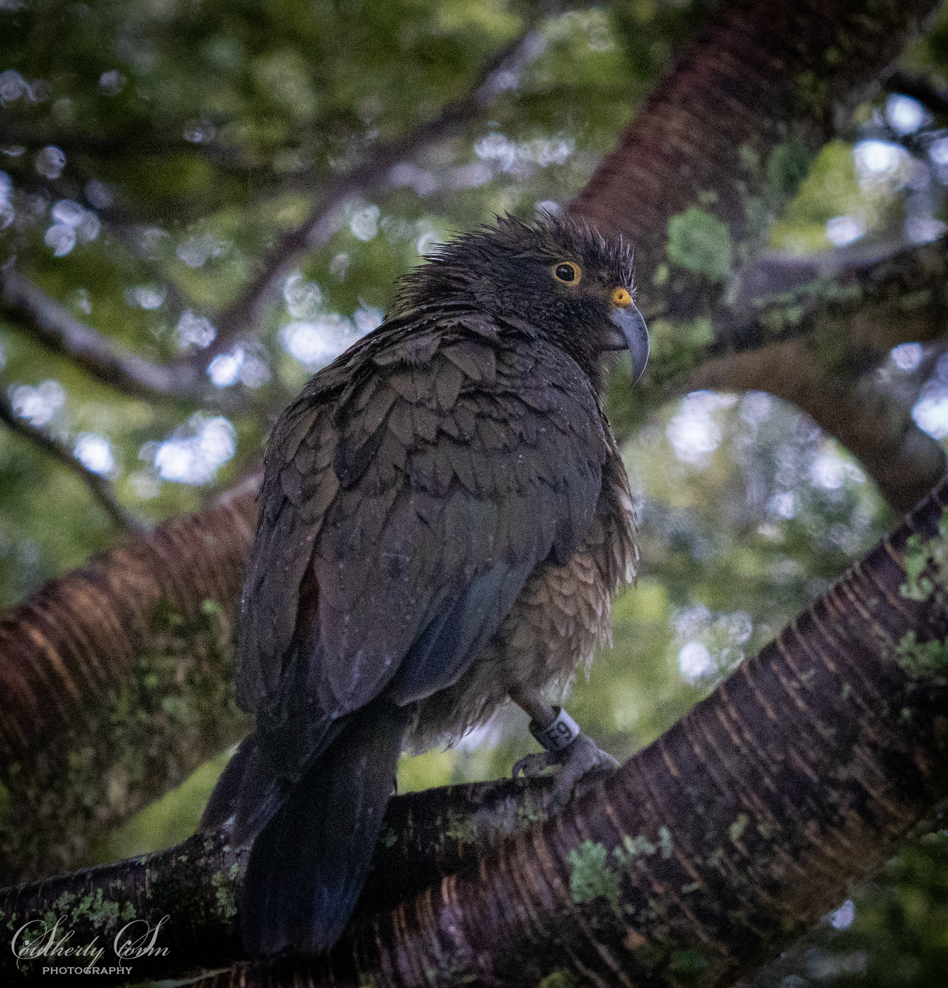 Juvenile kea