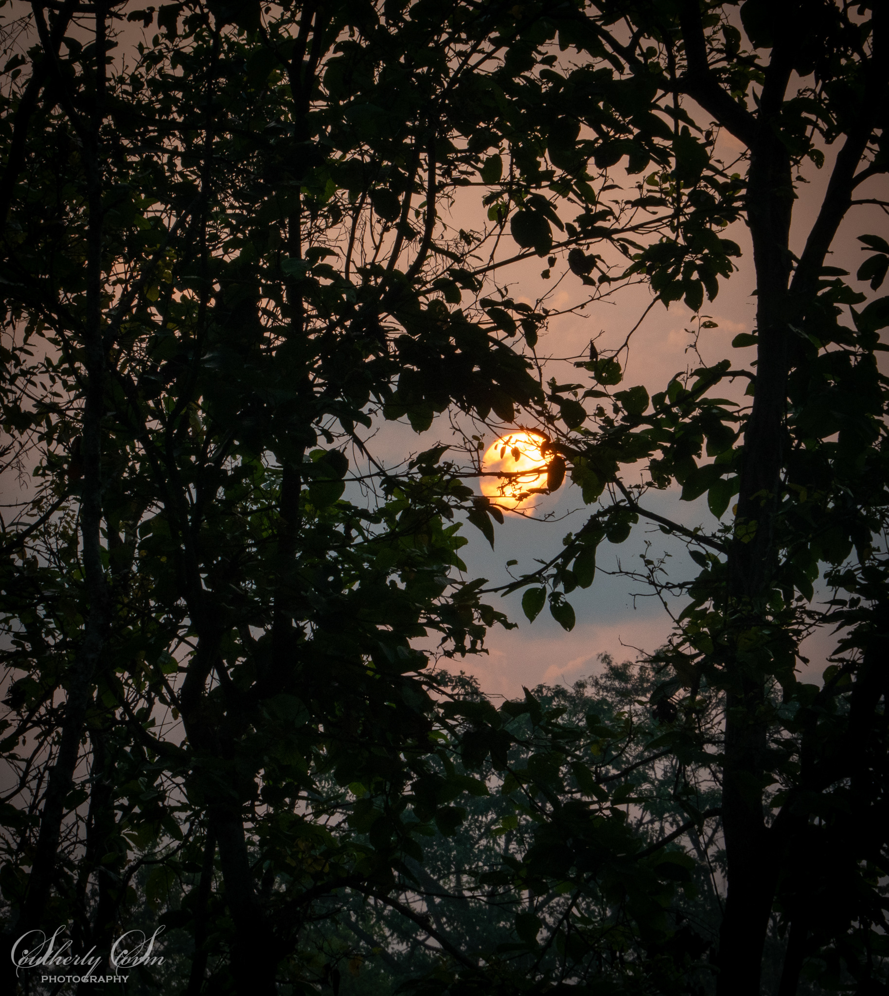 Sun behind trees
