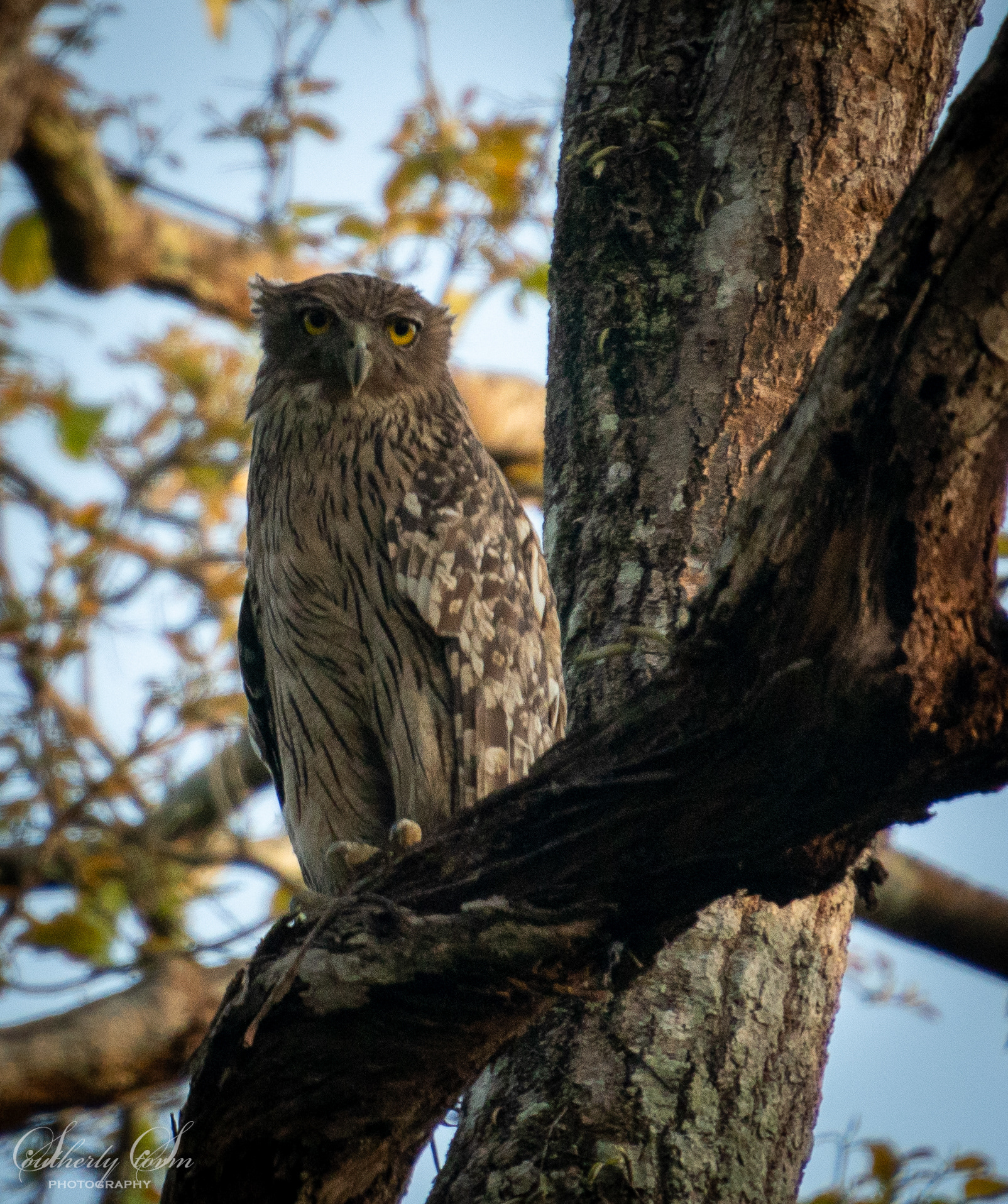 A very large owl