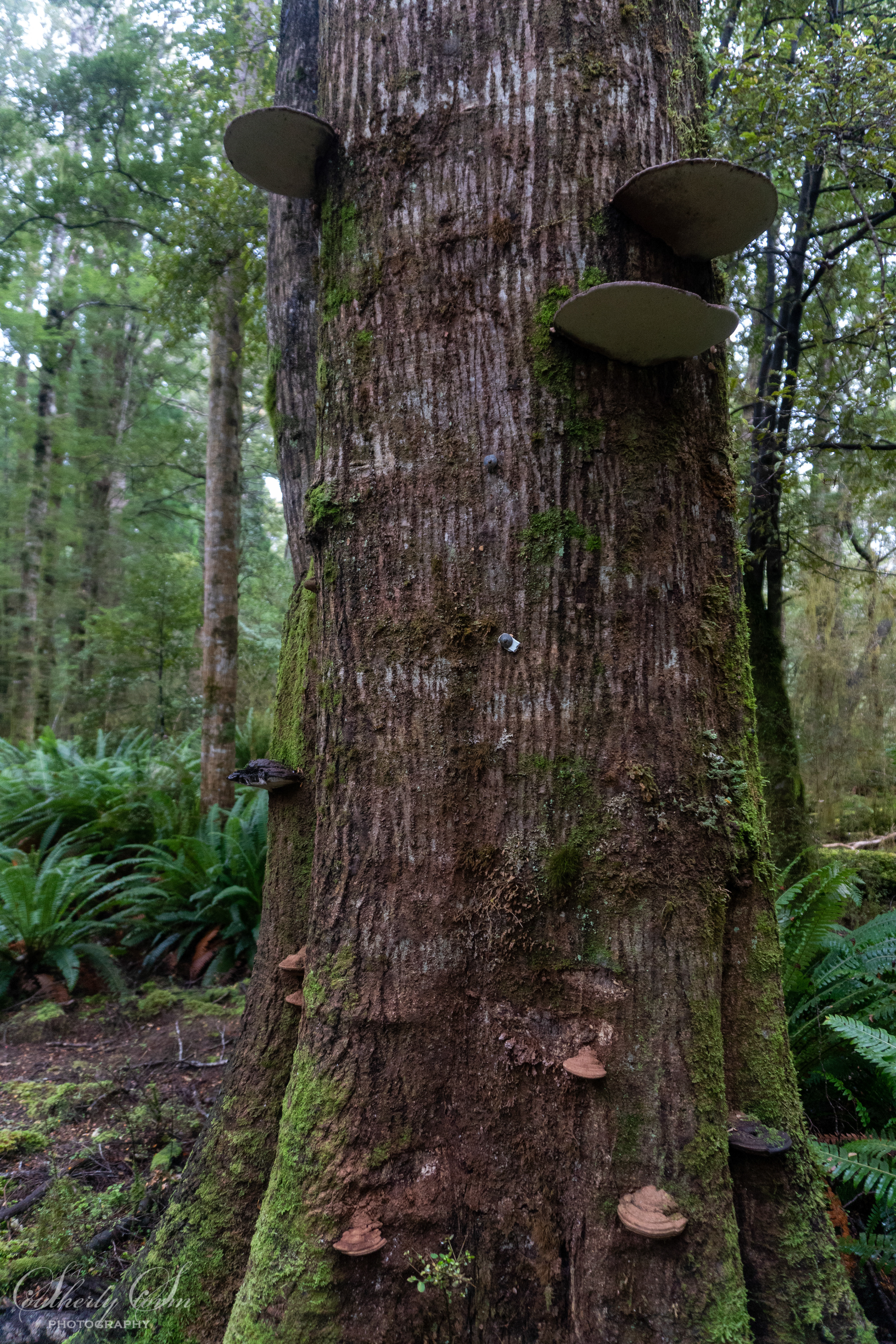 Bracket fungi on a tree