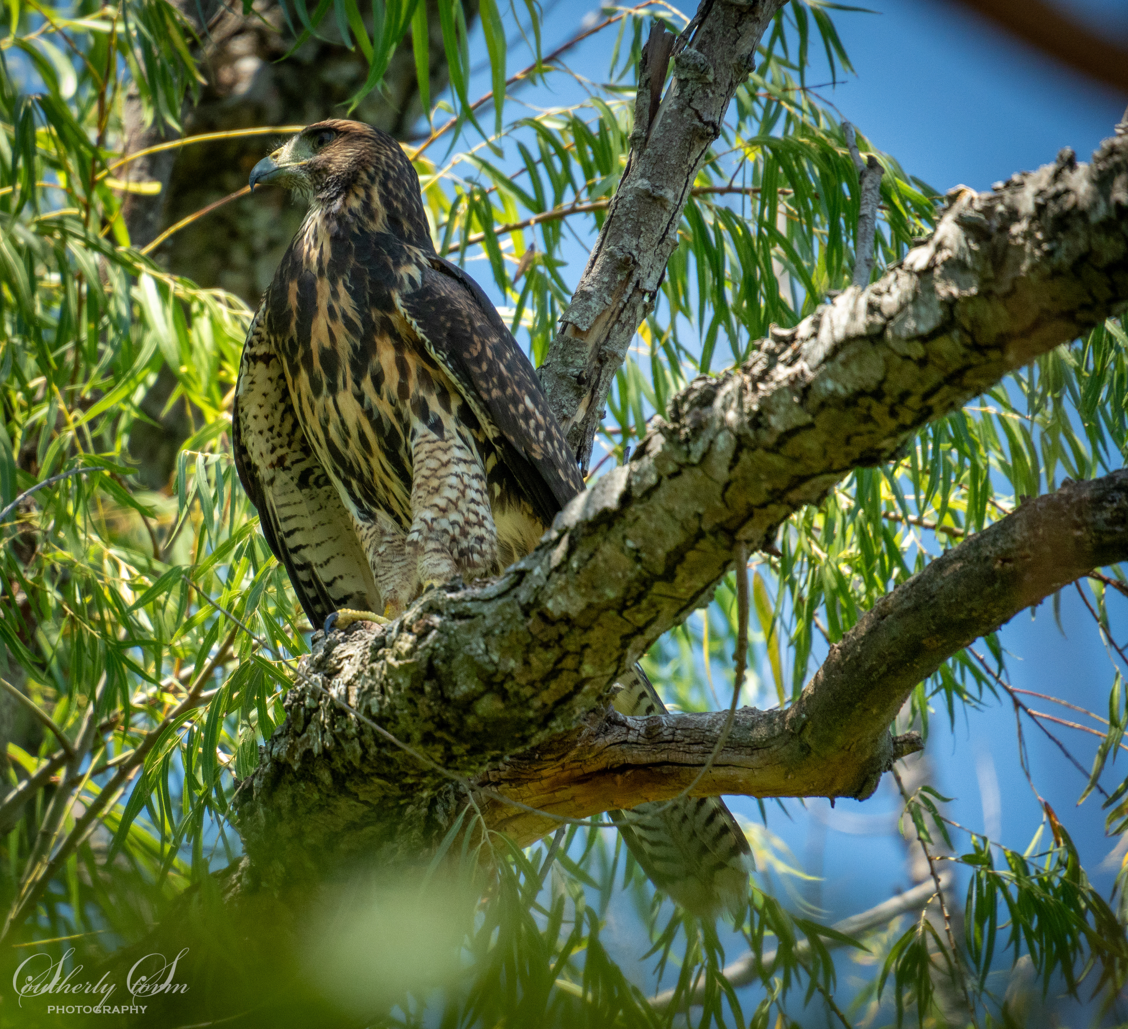 Bird of prey buenos aires