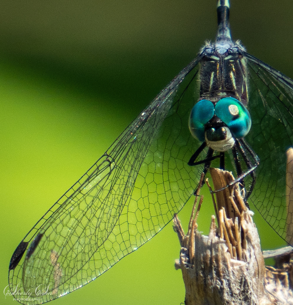 Details of a dragonflies wings