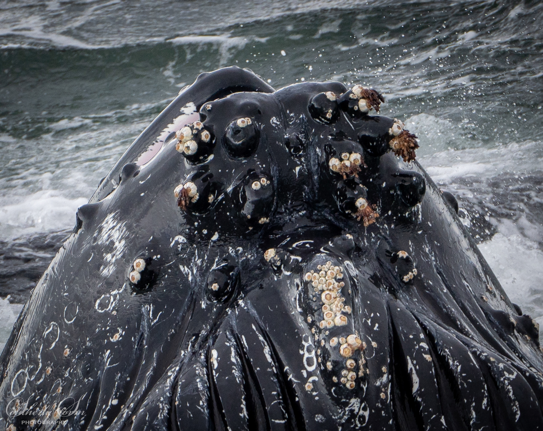 Whale chin with barnacles