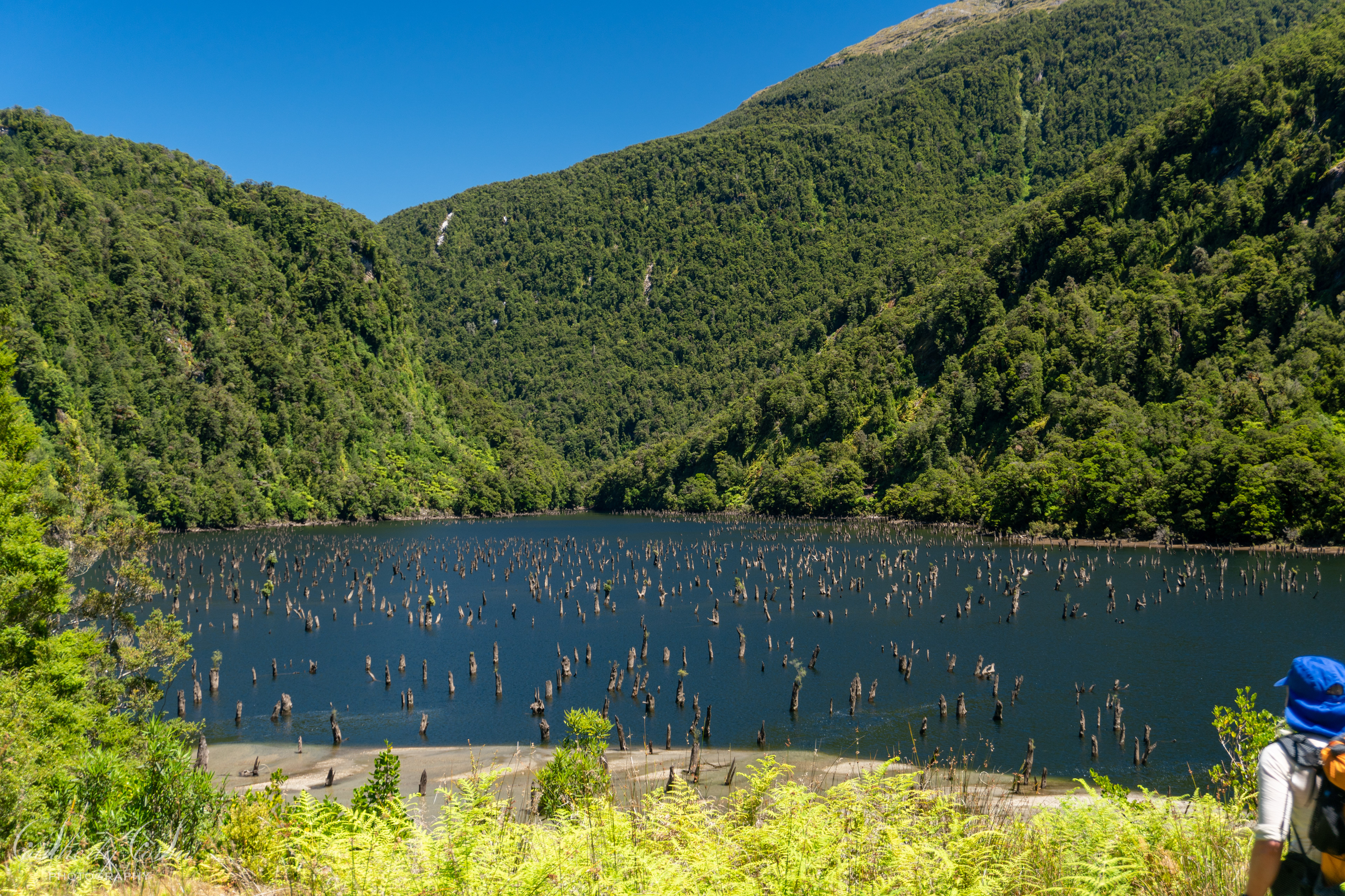 Loch Maree Forest - Dusky Track