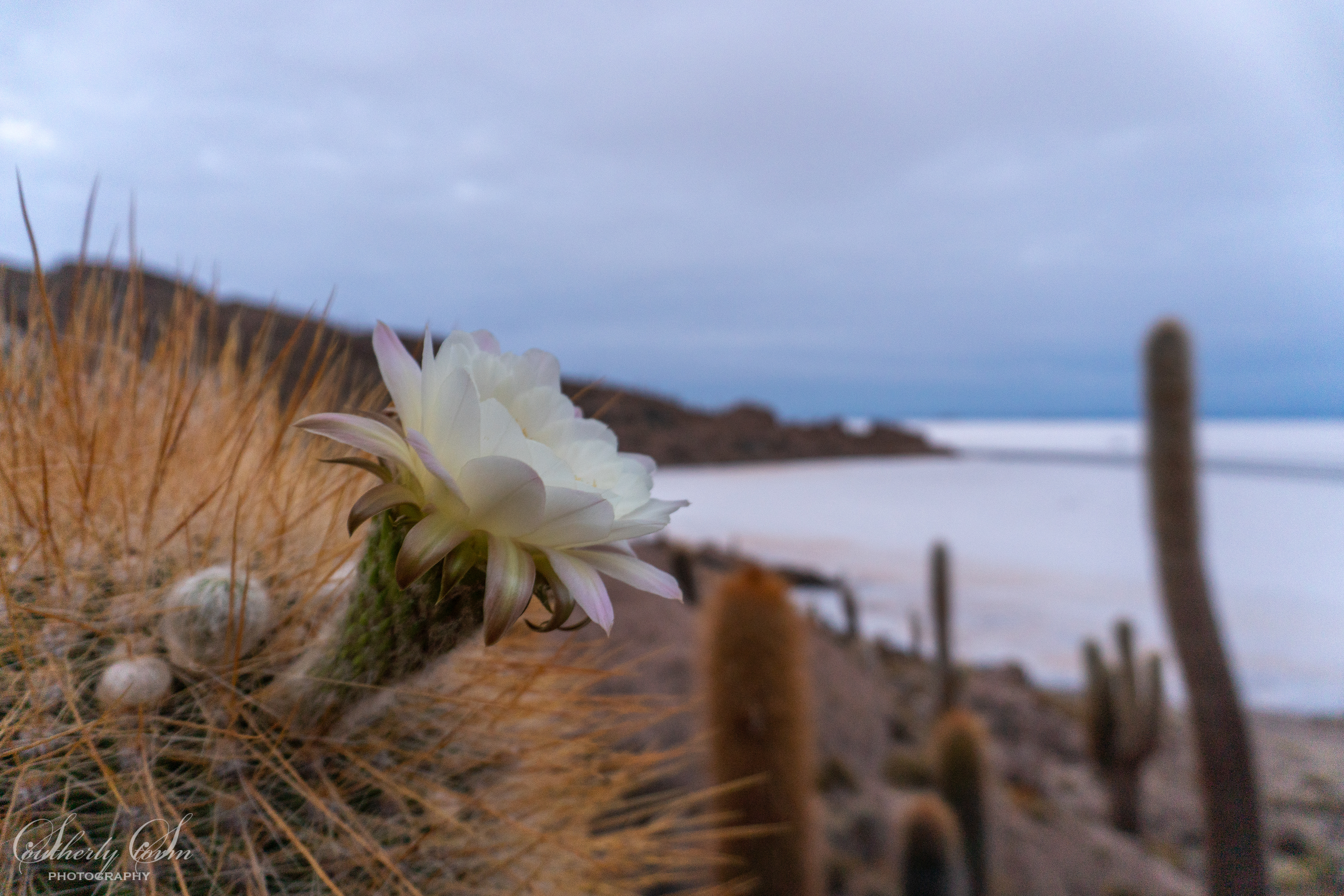 Cacti flower Incahuasi Island