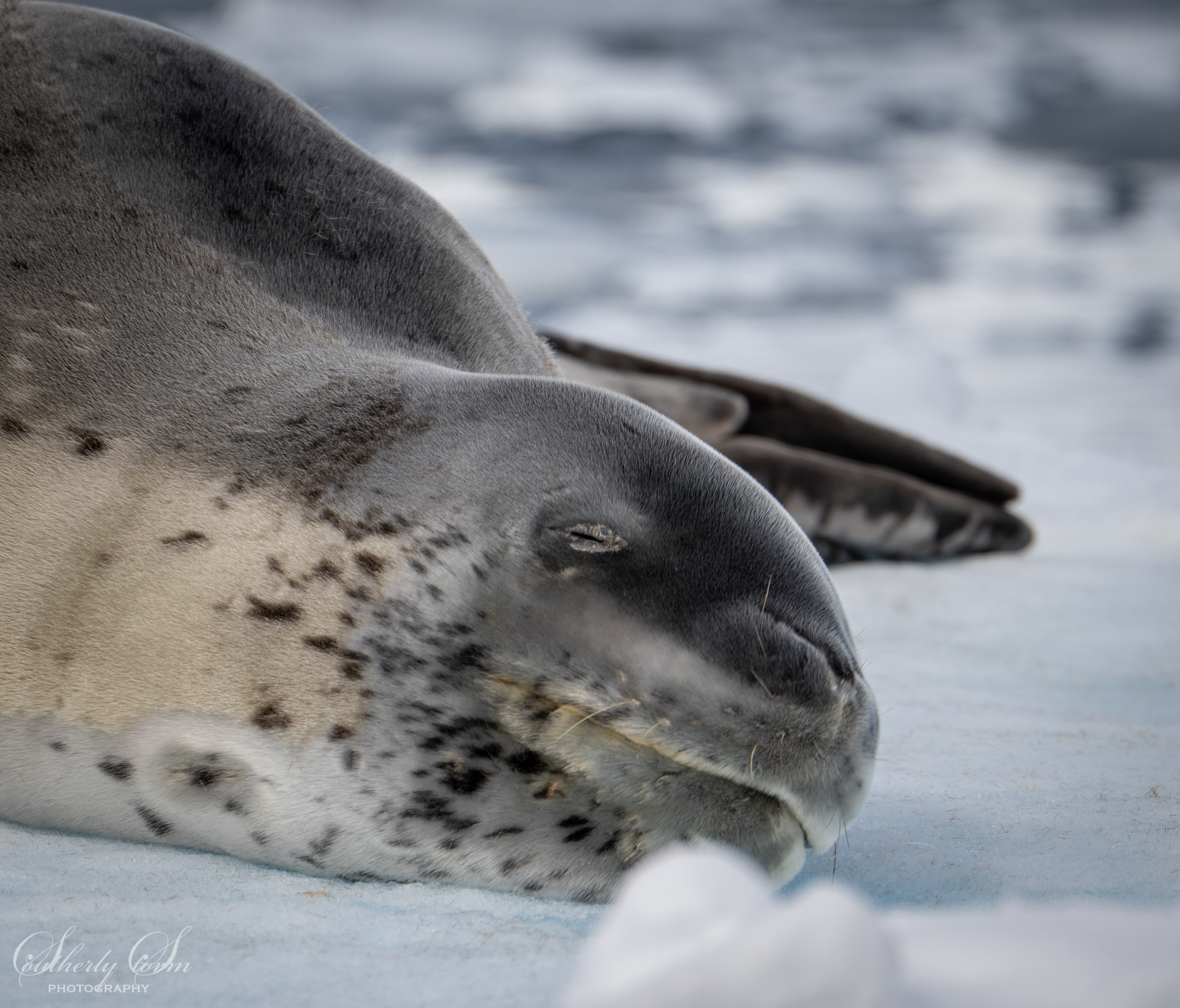 Leopard seal