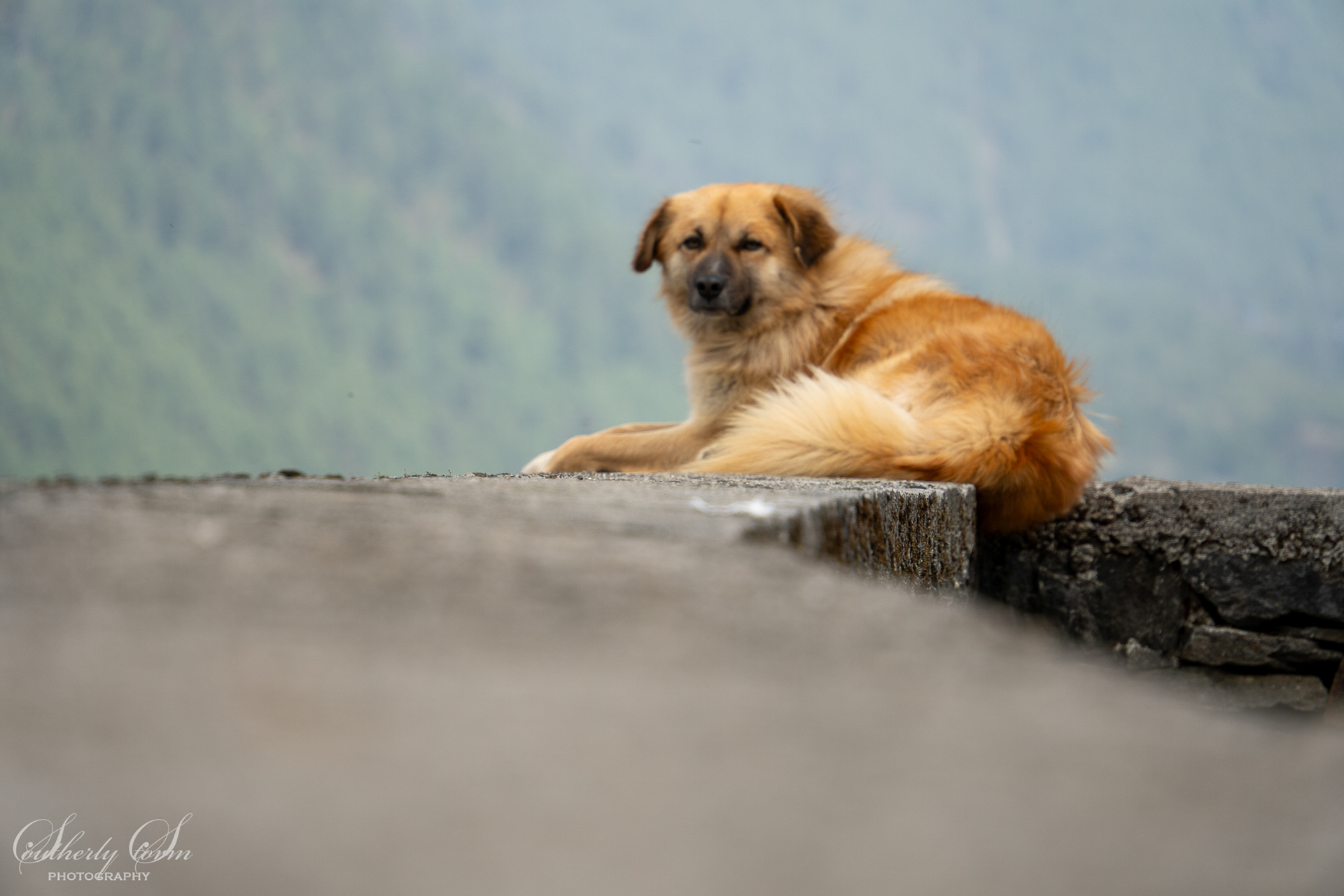 Brown dog lying on a wall