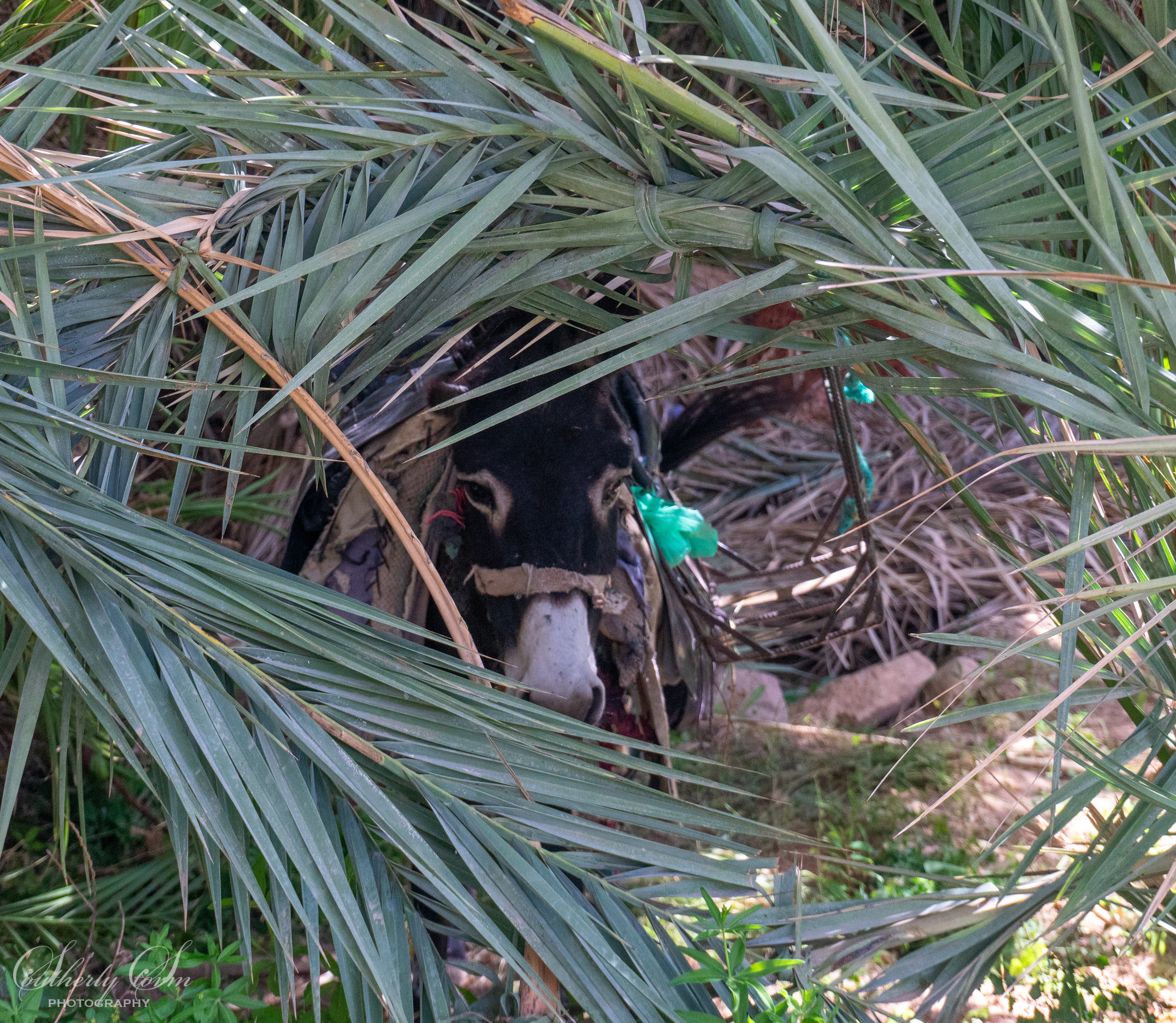 Donkey amongst date palms