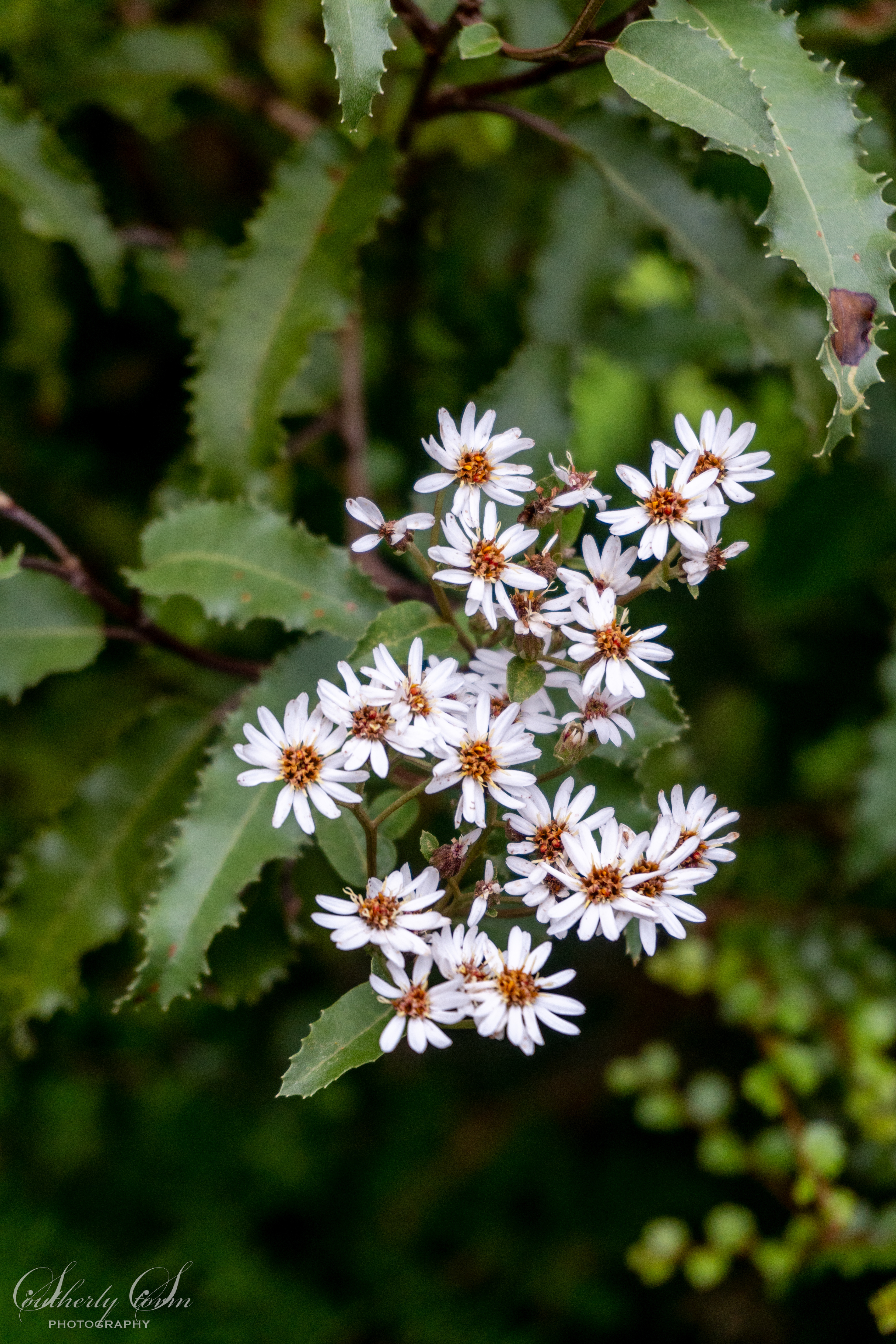 White Flowers