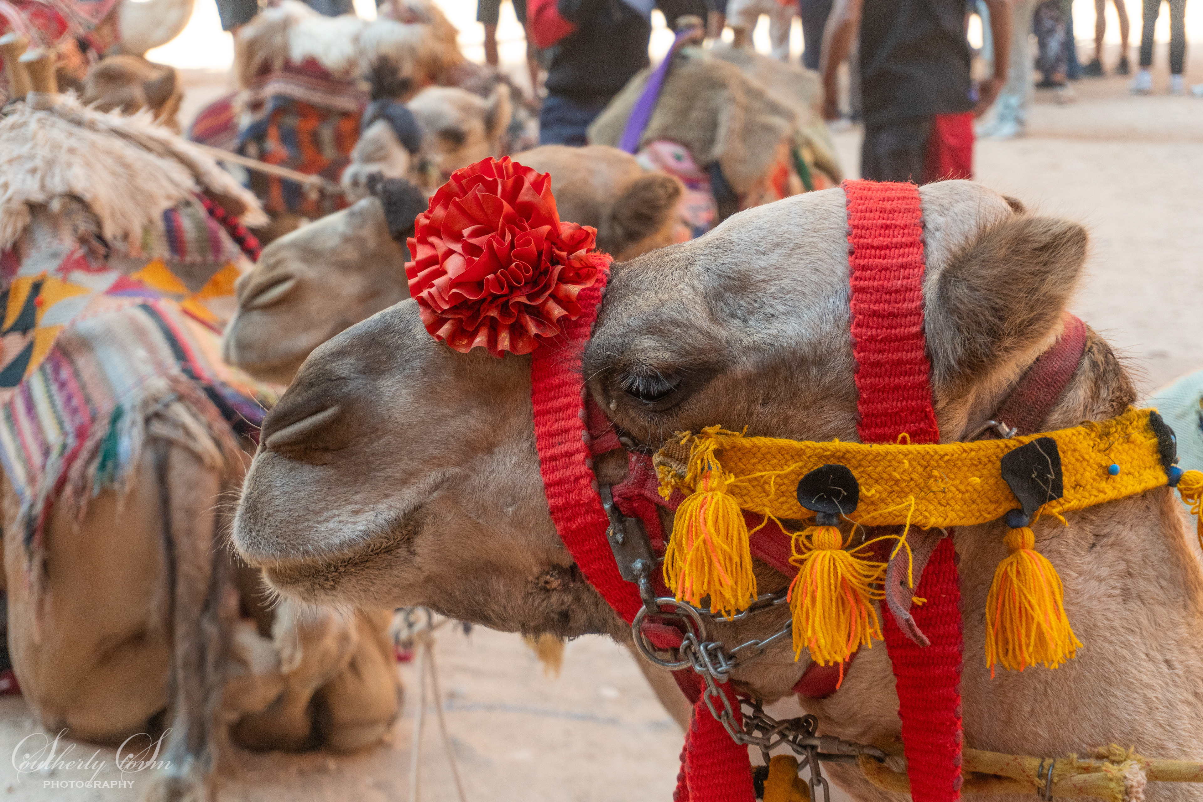 Camel looking pretty