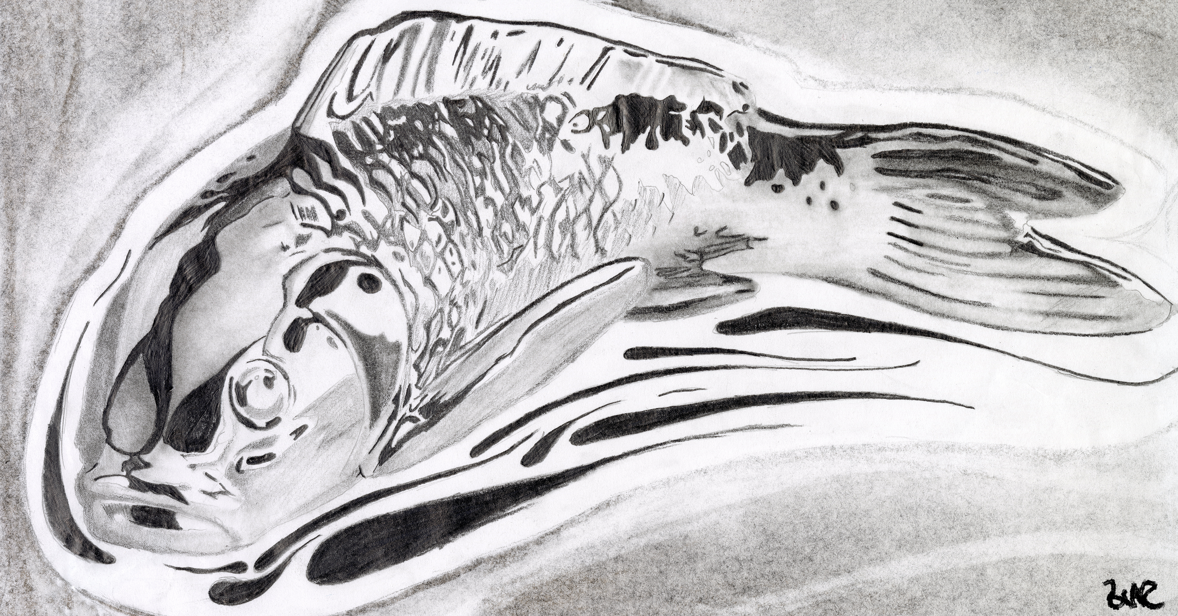 "Frozen Koi" 2022, 6.75x12 (Graphite)