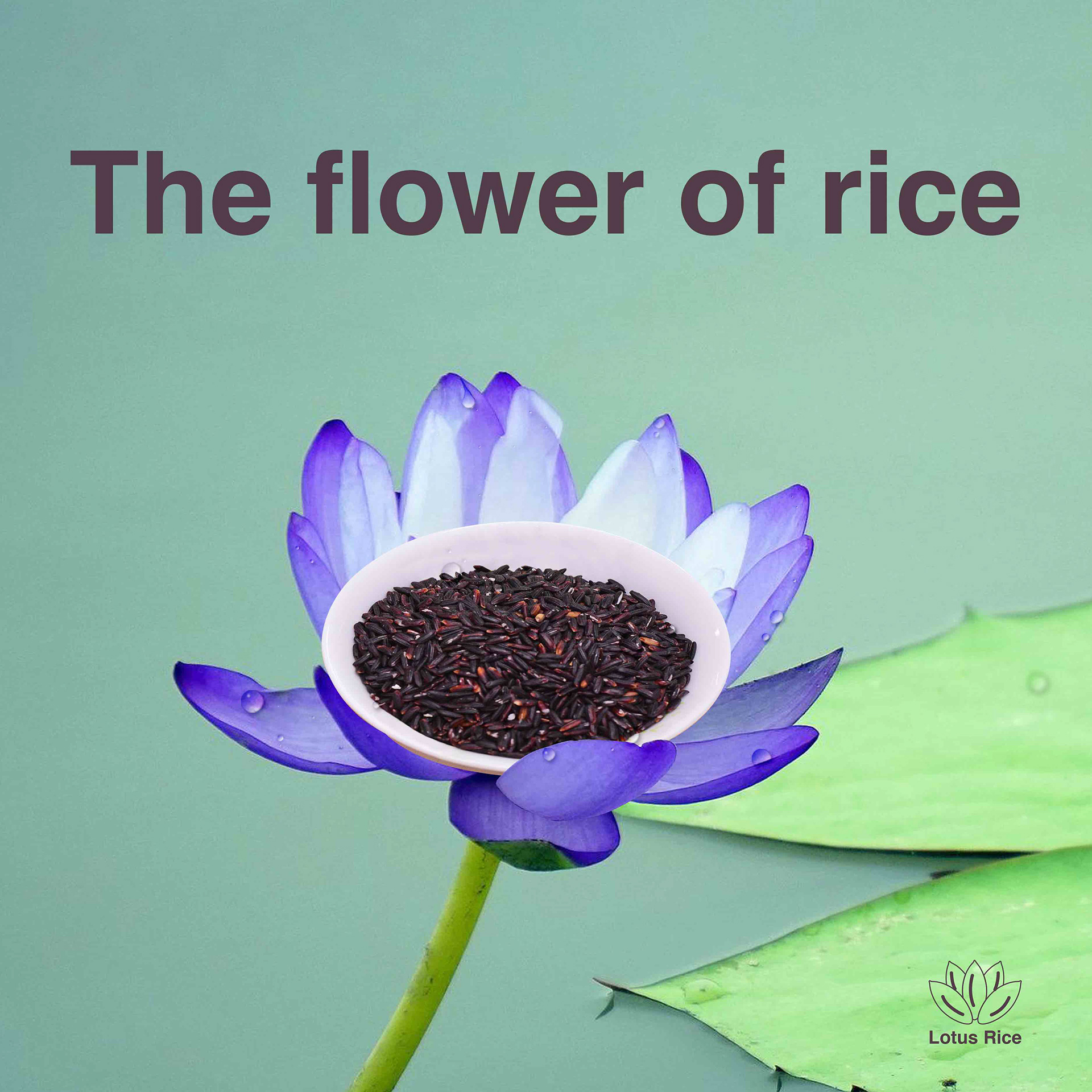 Black Rice Lotus