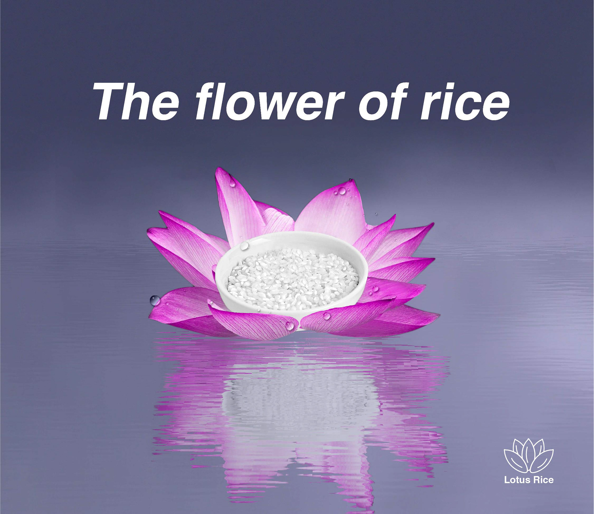 White Rice Rice Lotus Floating on Water (Big Bowl)