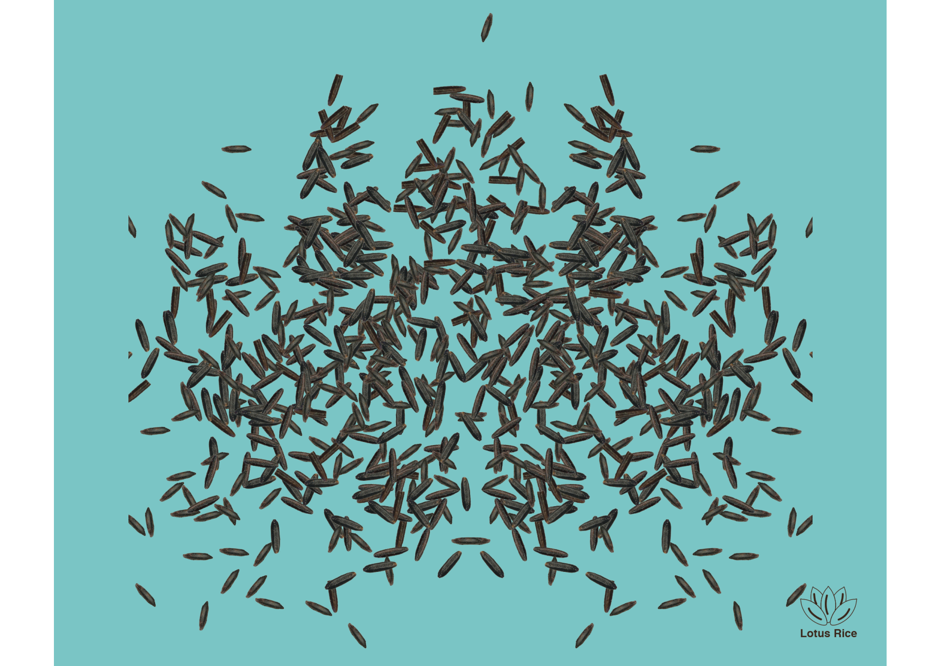 Black Rice Animation