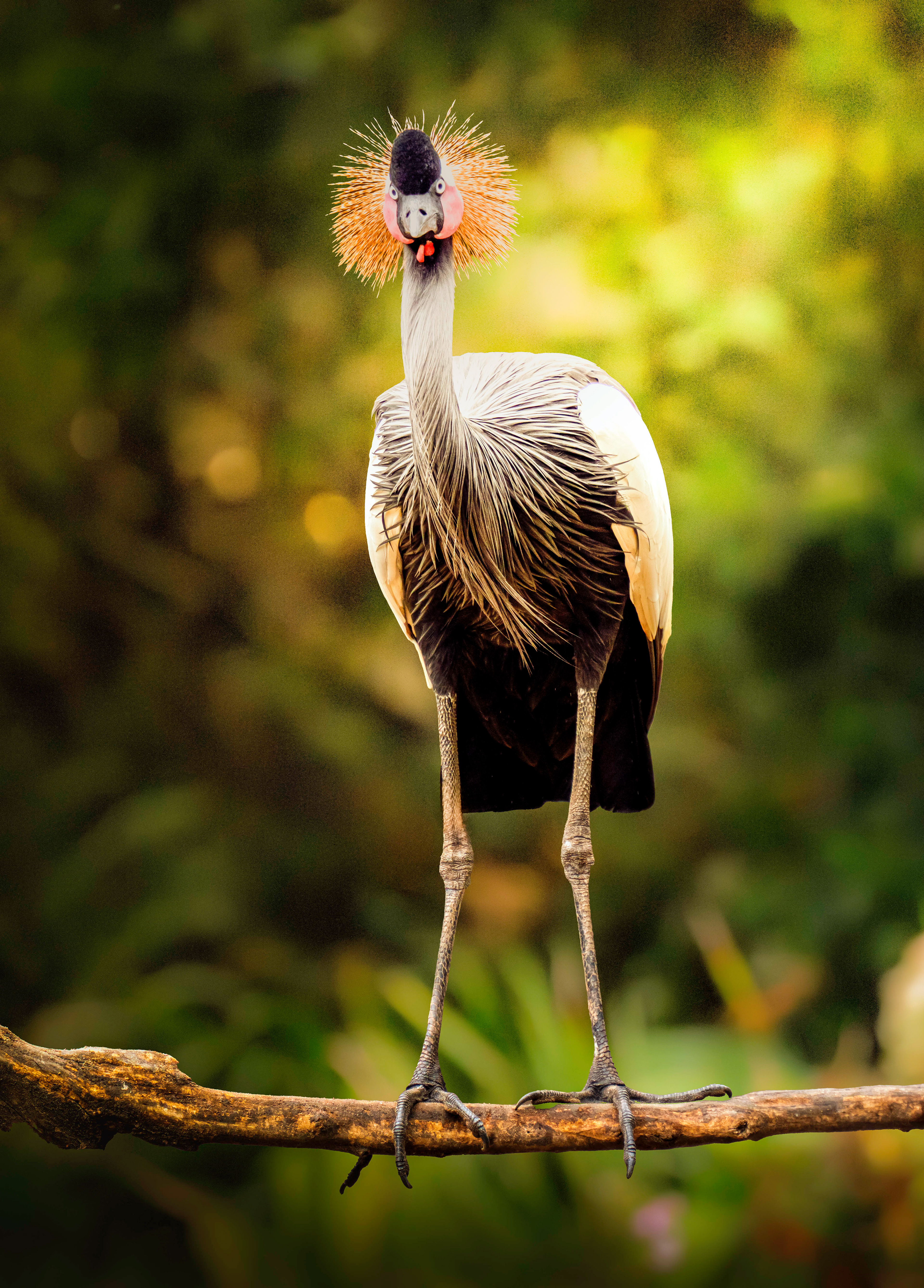 Crowned Crane resting