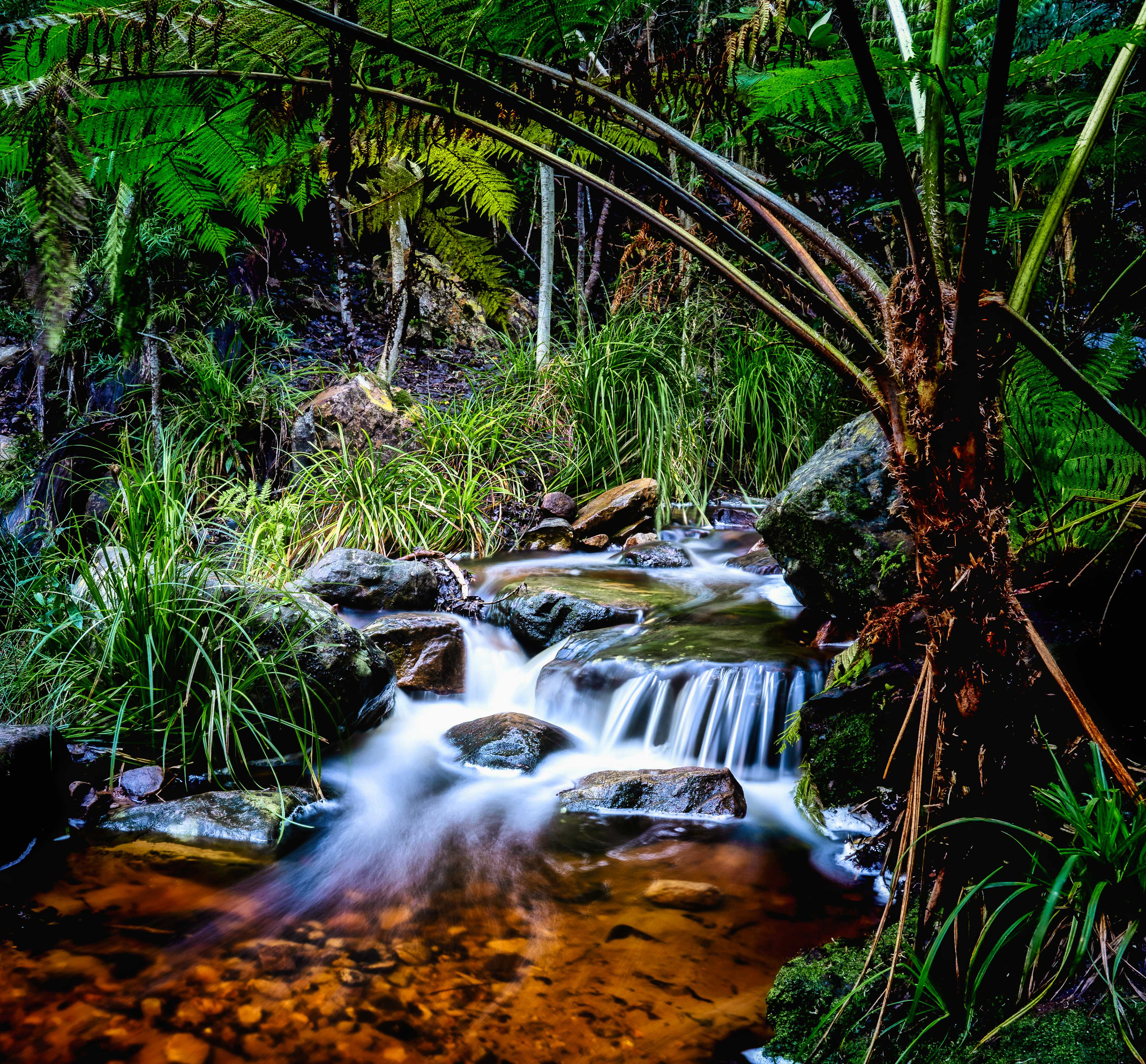 Cecelia Forest Stream (LS 64)
