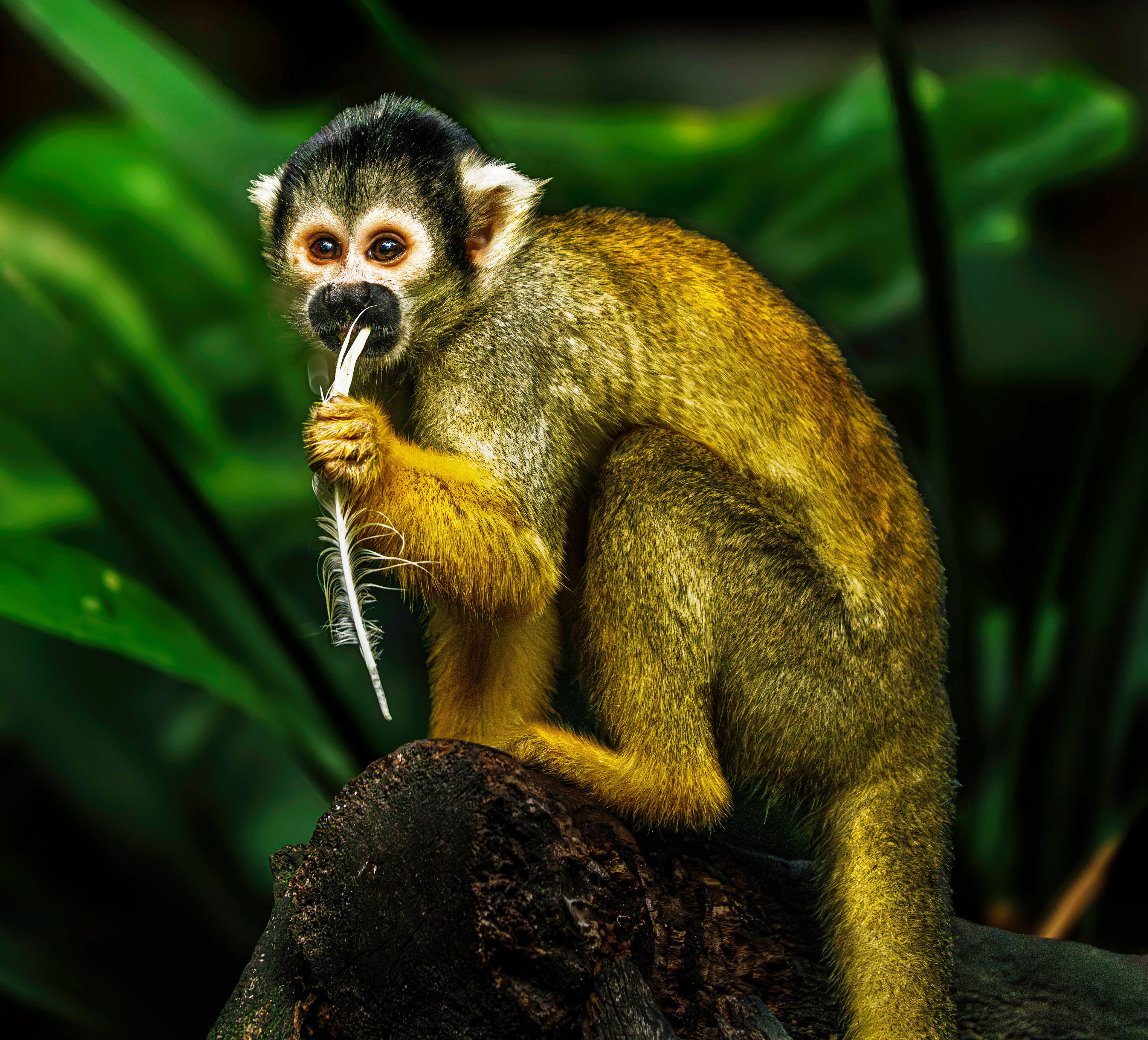 Squirrel Monkey