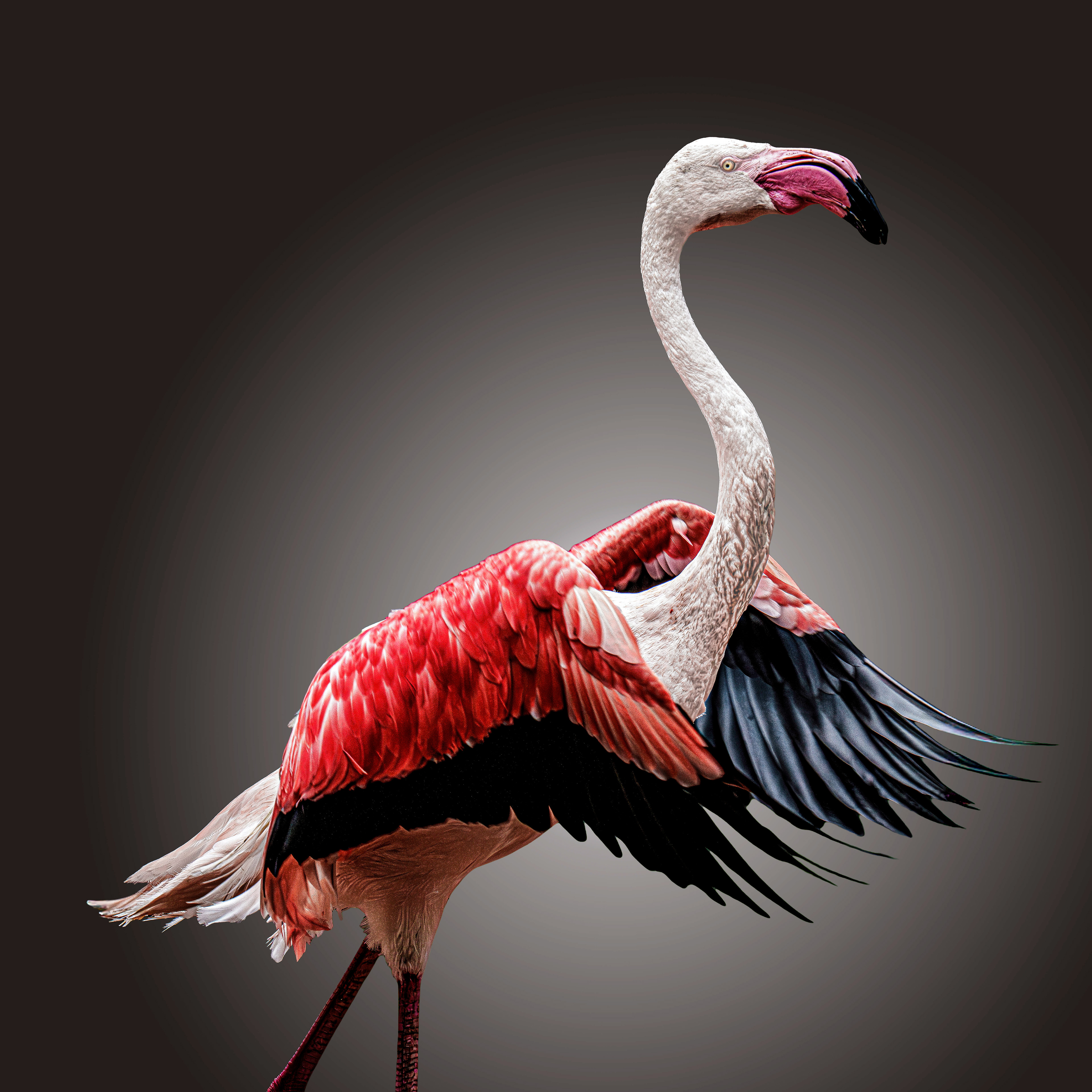 Posing Flamingo
