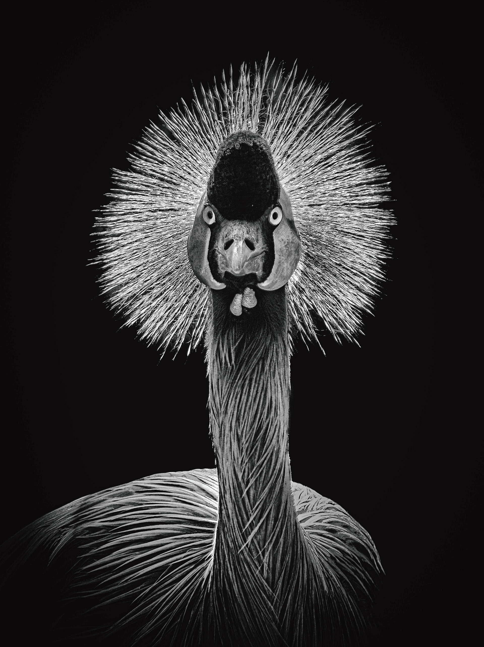 Crowned Crane