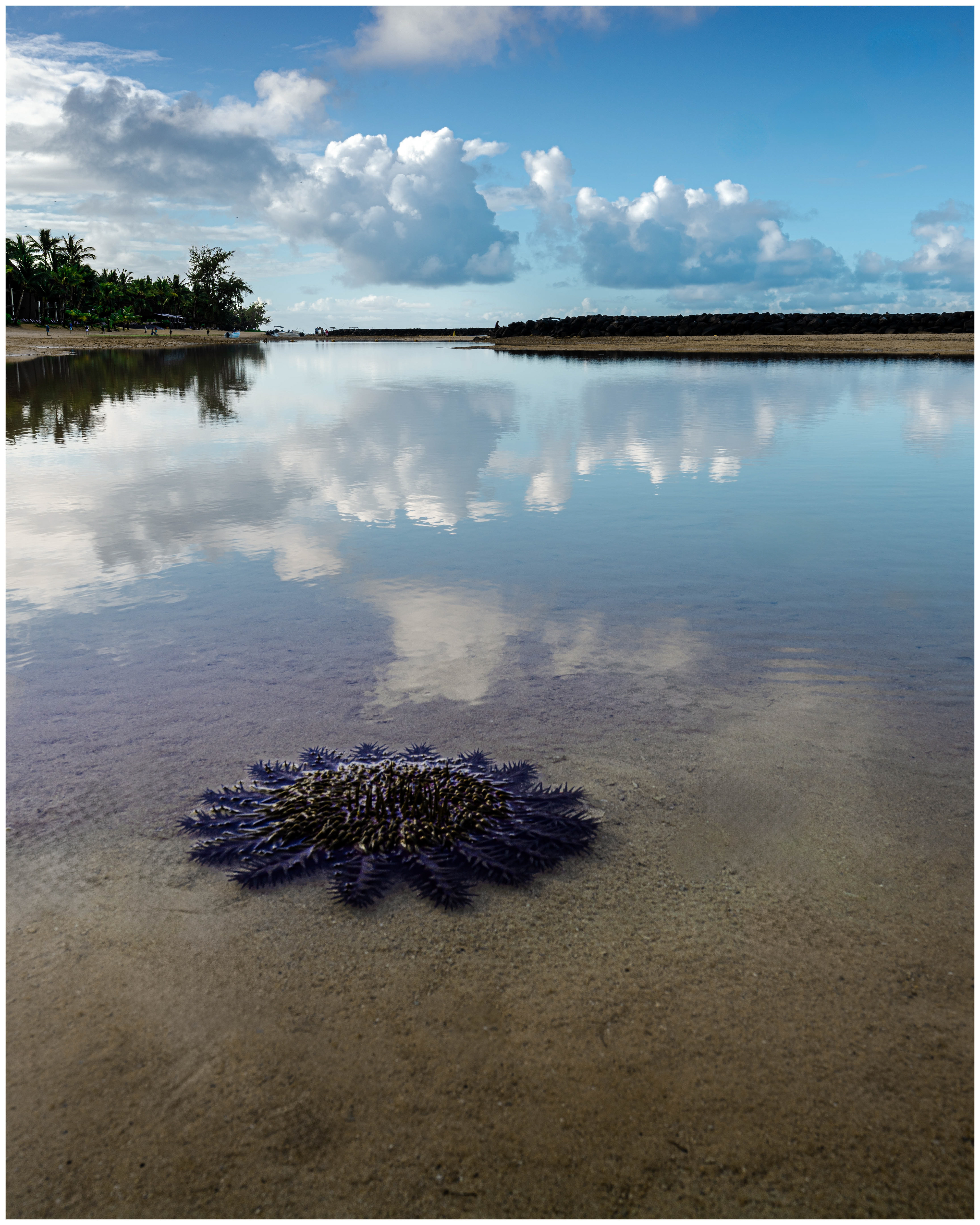 Mauritian Seastar