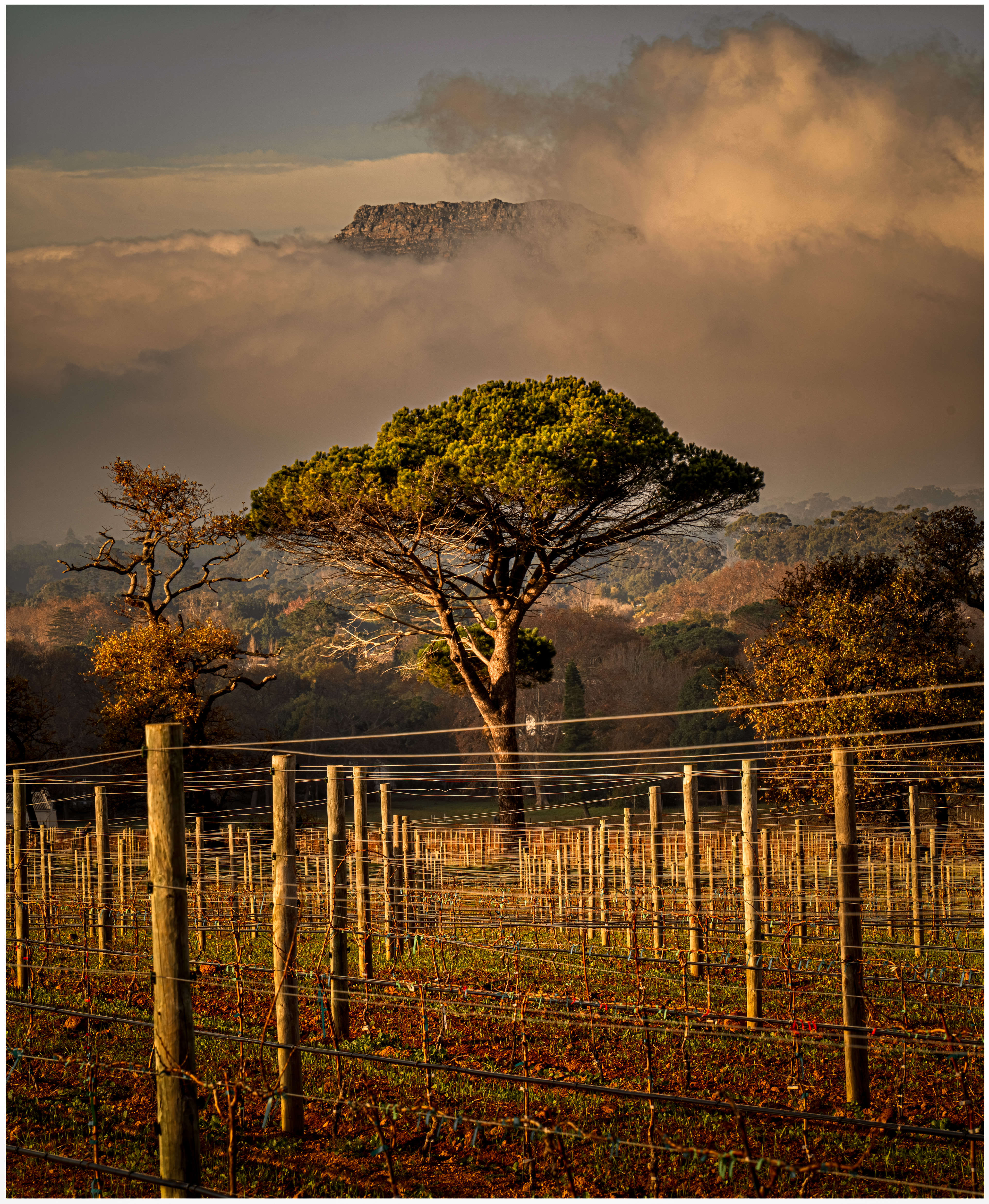 Vineyard Mist (LS 13)