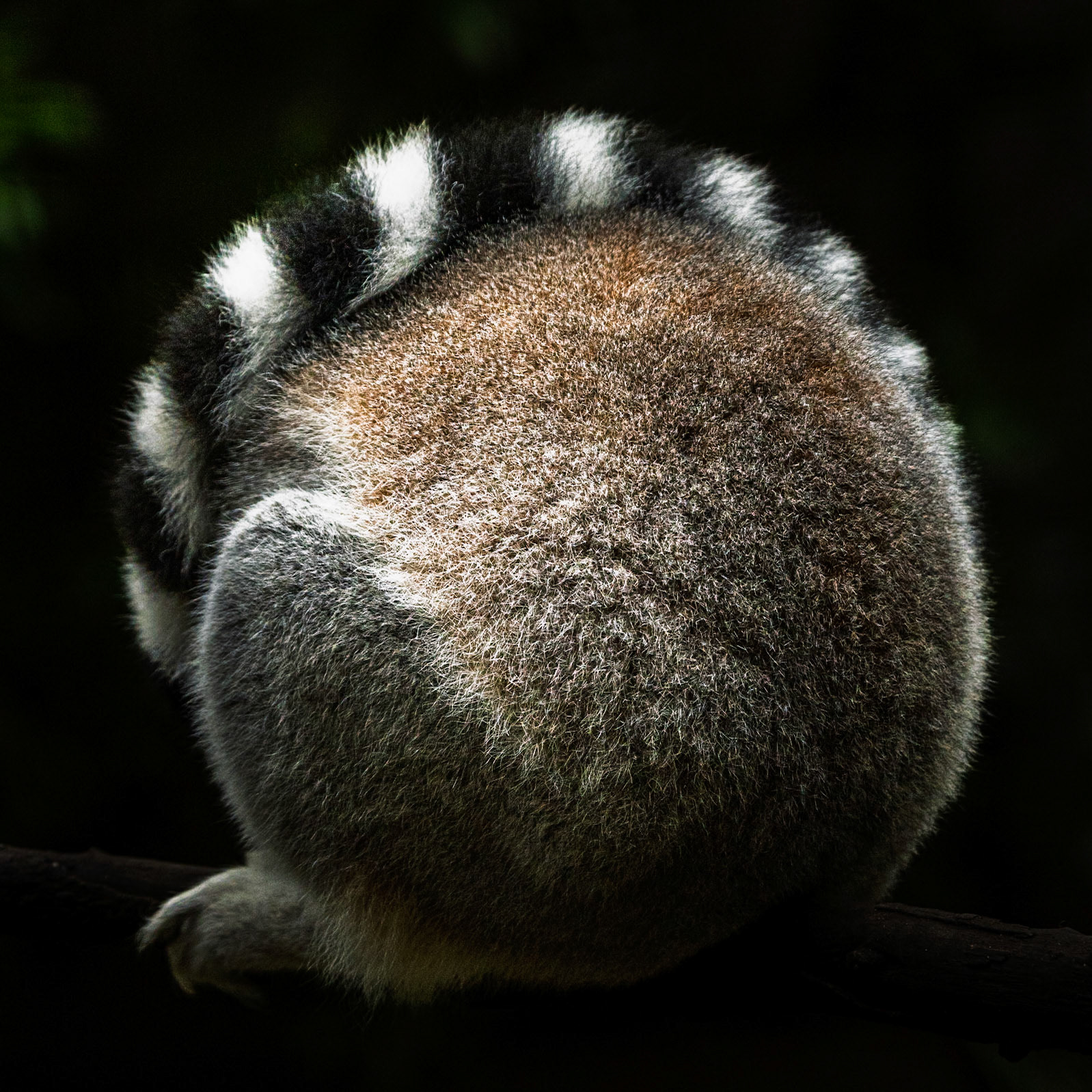 Lemur ball