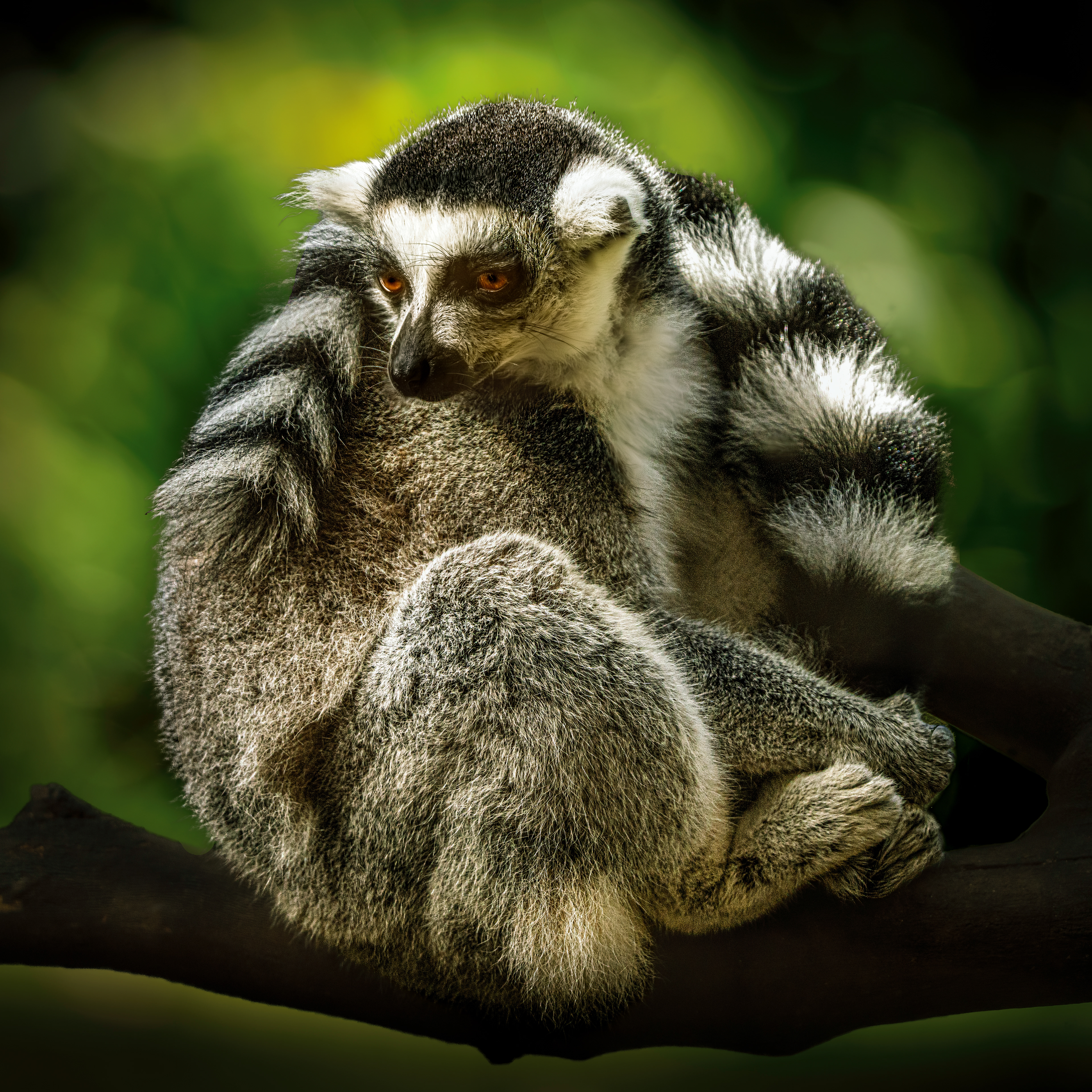 Cosy ring tailed lemur