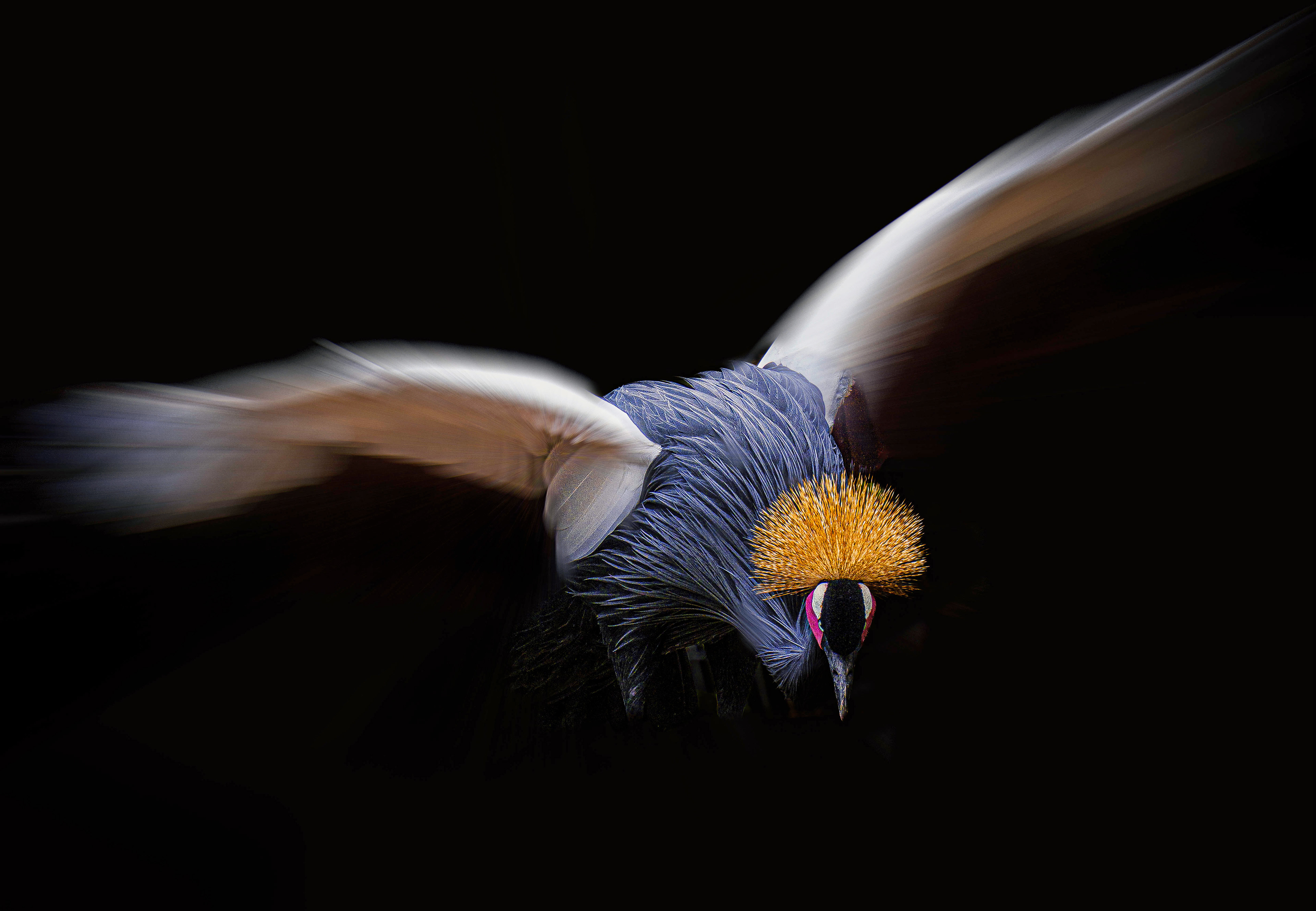 Crowned Crane take-off