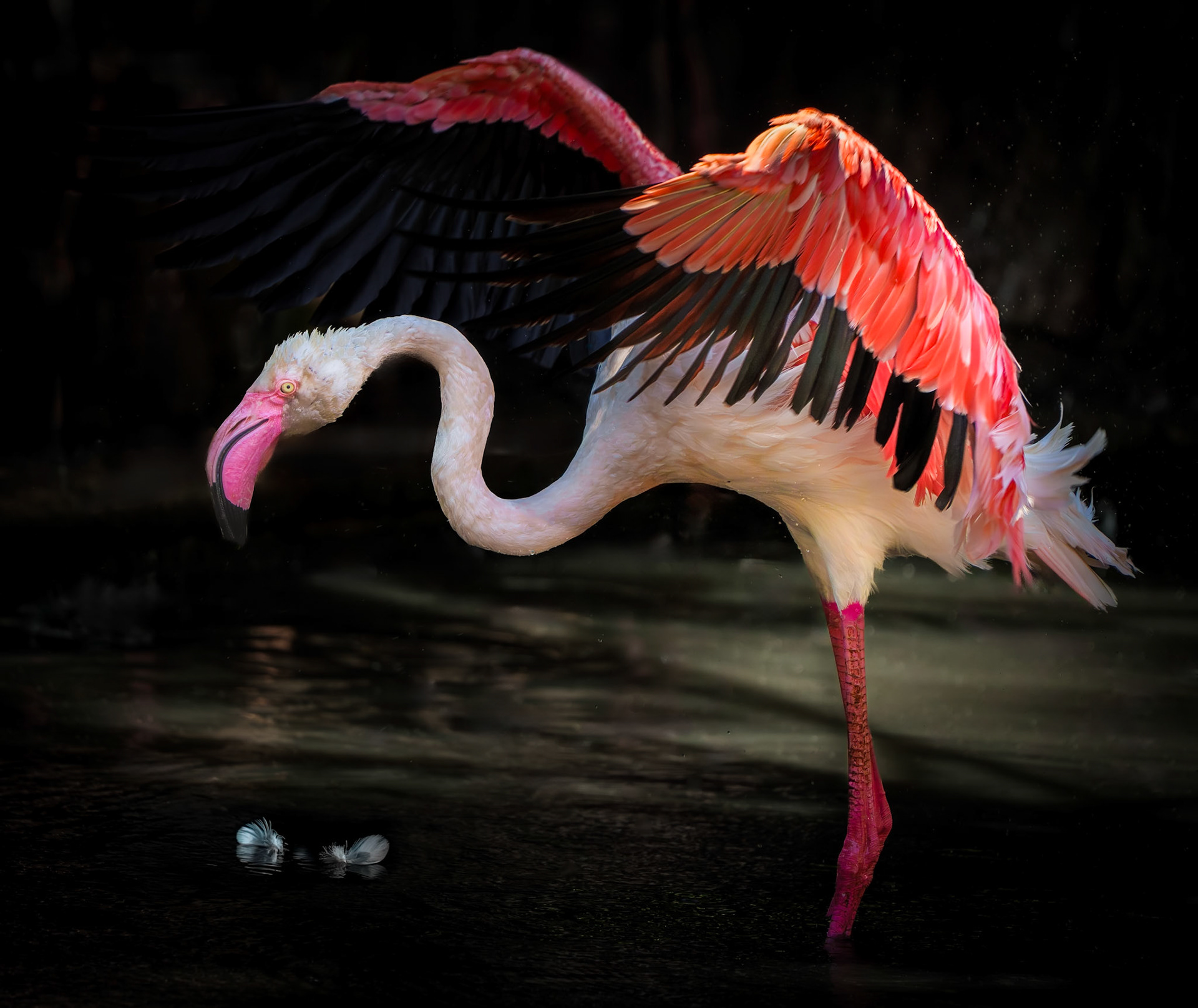 Flexing Flamingo