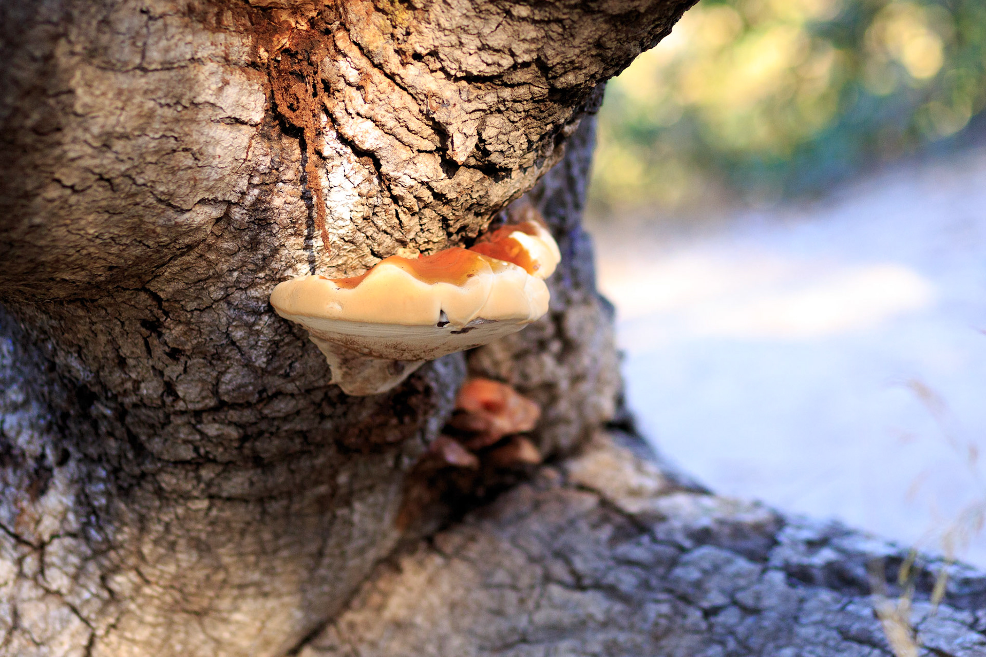 Oak riparian park, vista