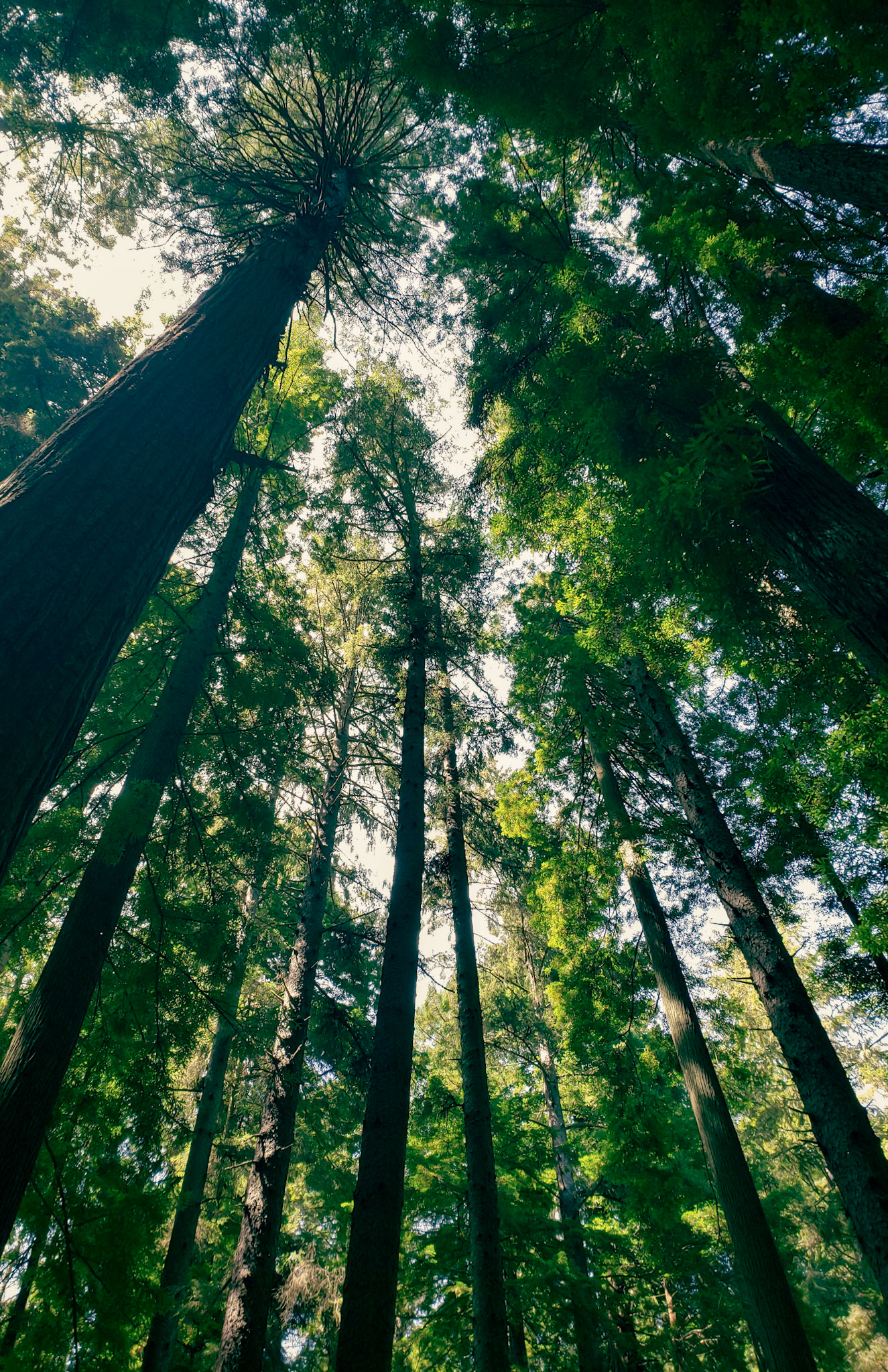 Redwoods