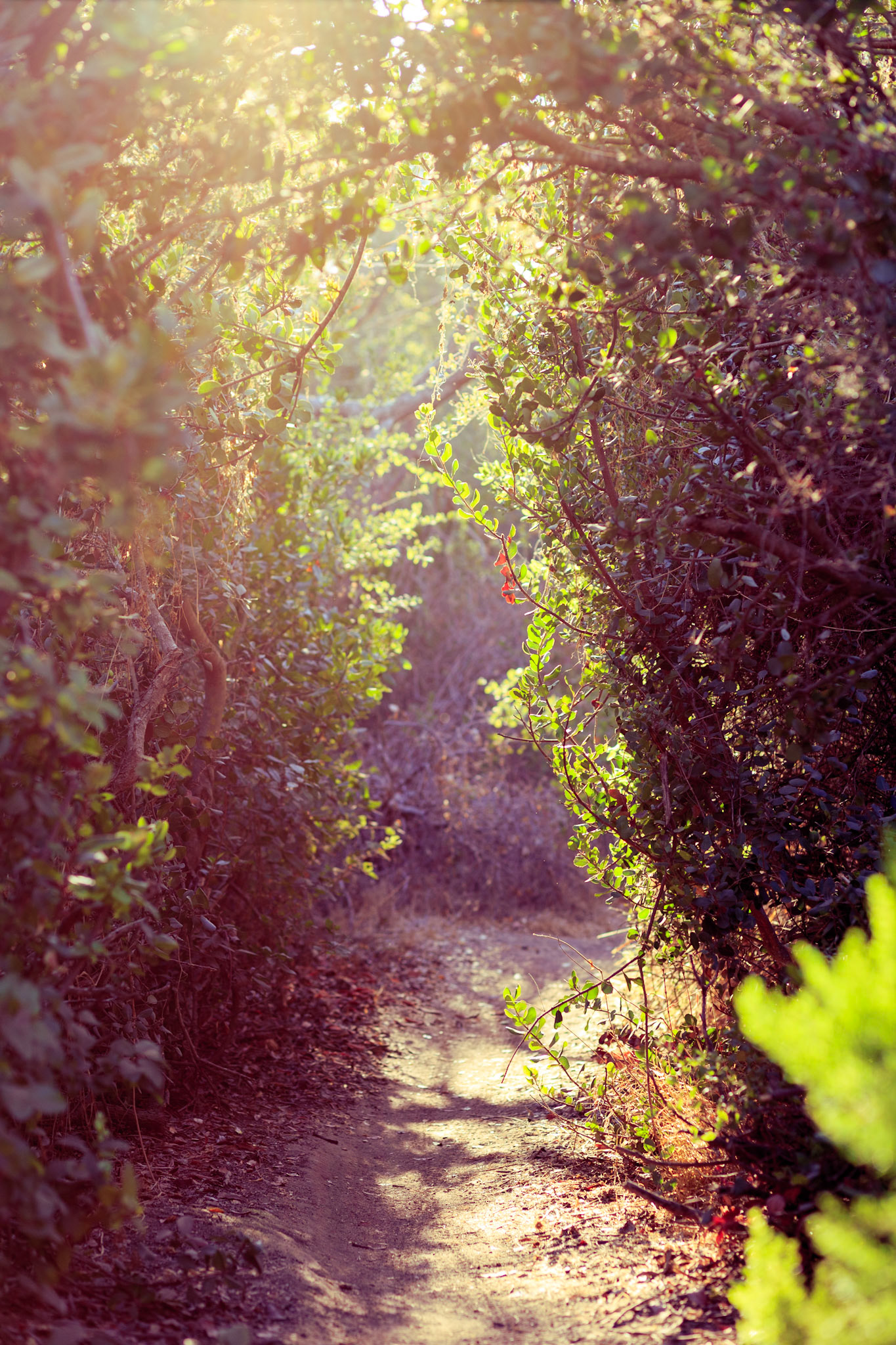 Oak riparian park, vista