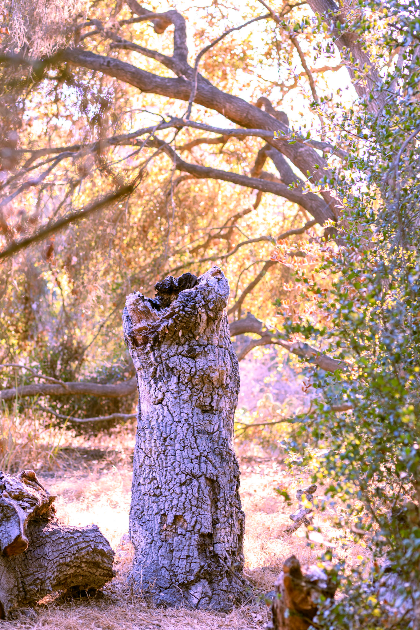 Oak riparian park, vista