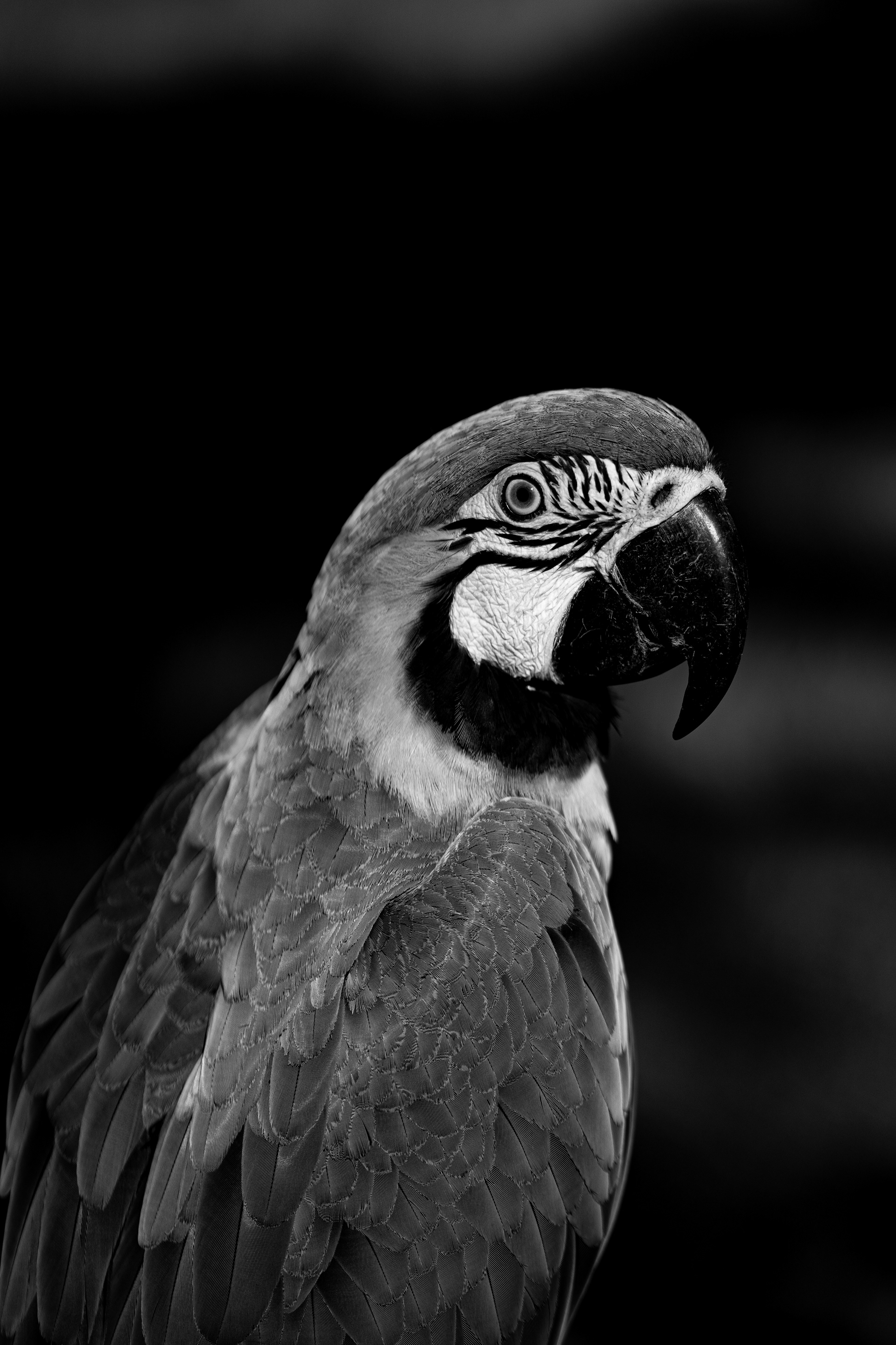 Arara I - Chapada dos Veadeiros