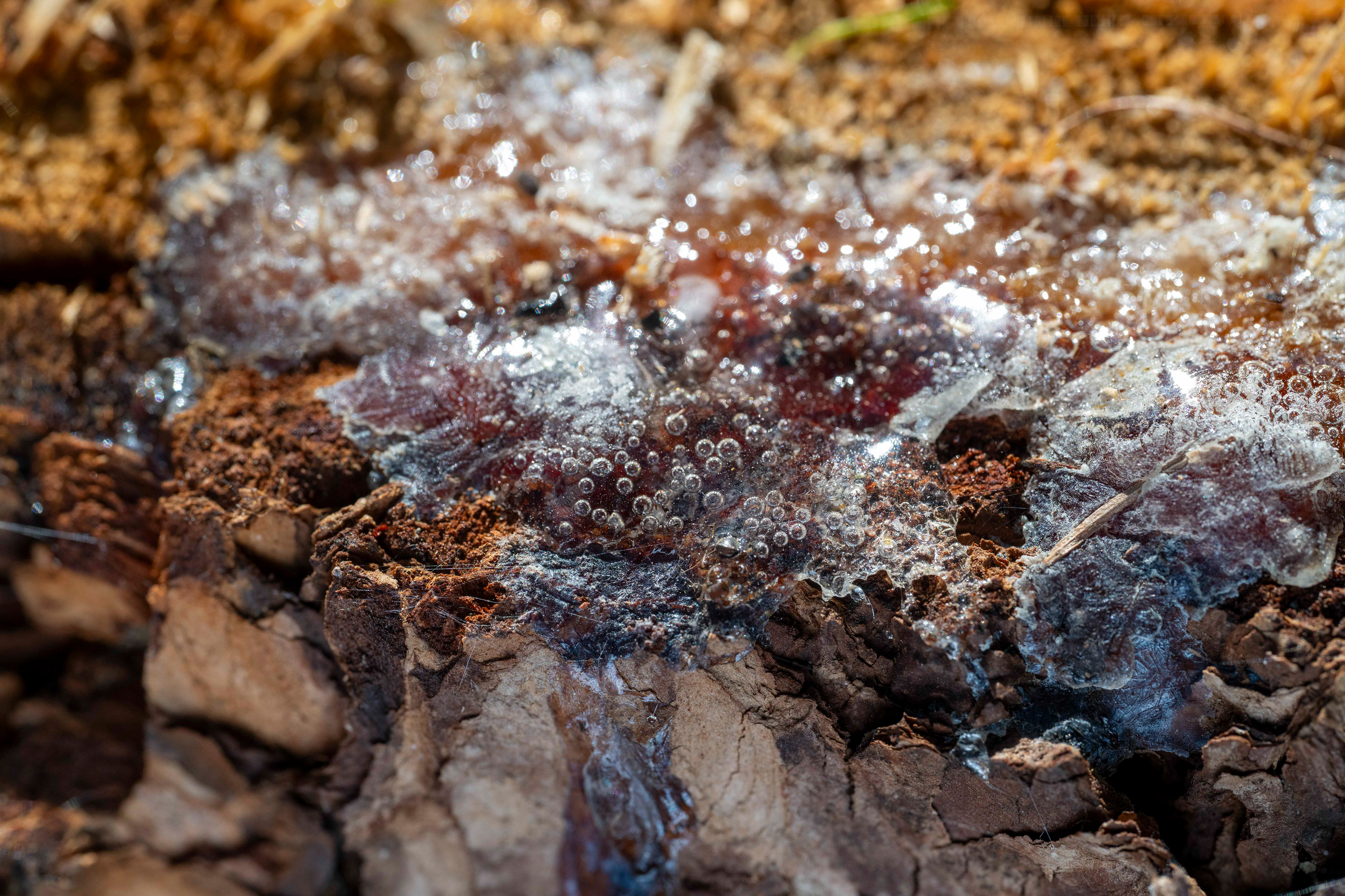 Makro-Harz von Felix