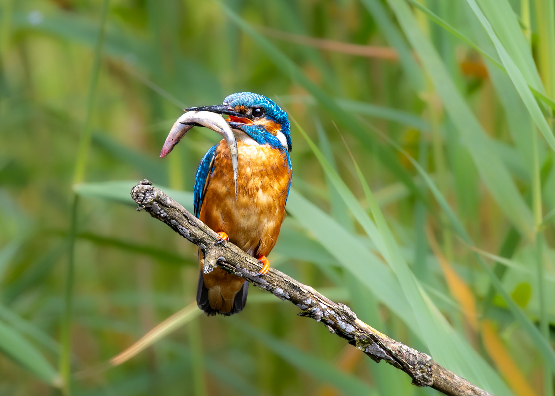 Eisvogel 1 von Thomas