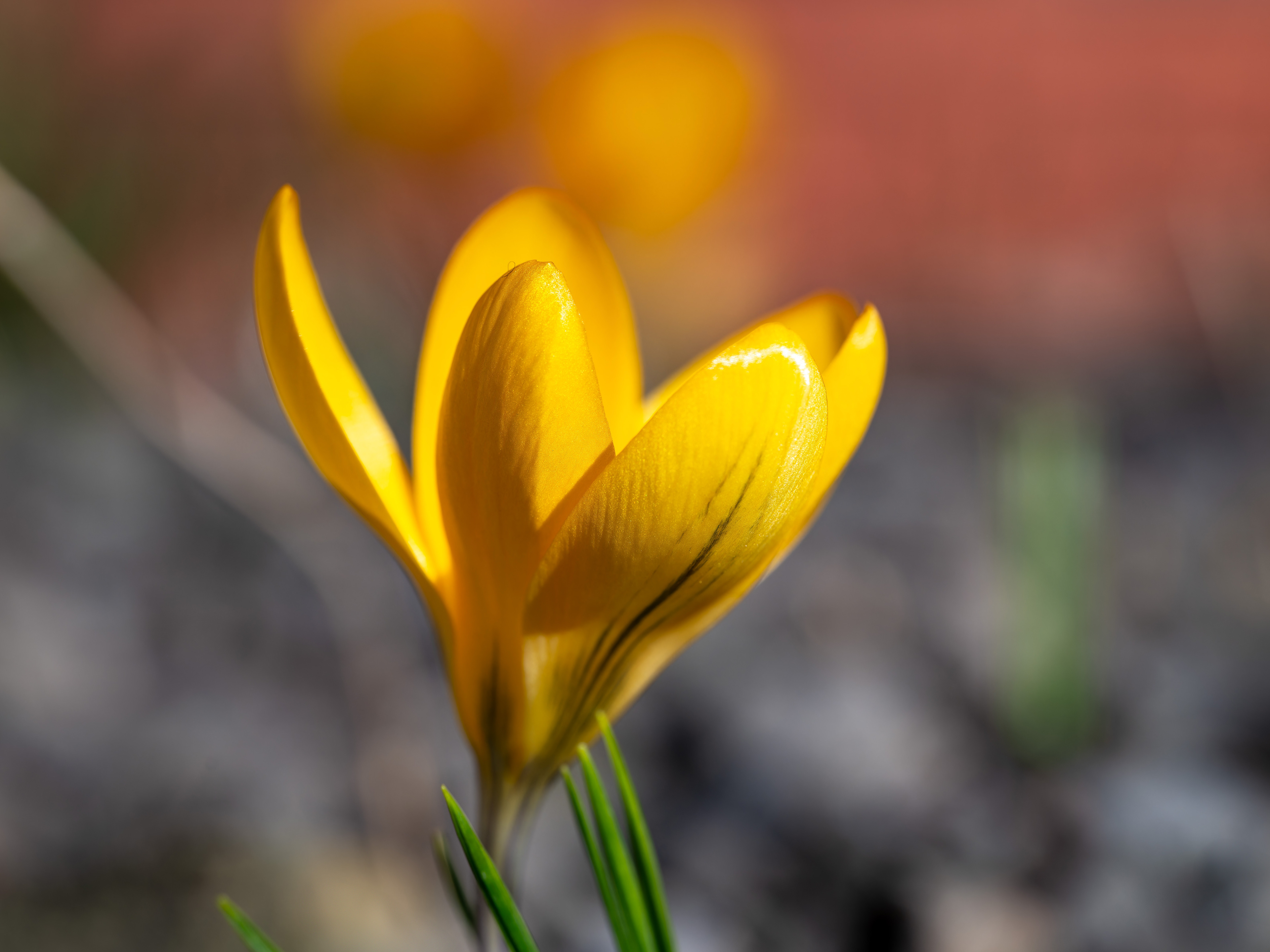Krokus gelb von Peter