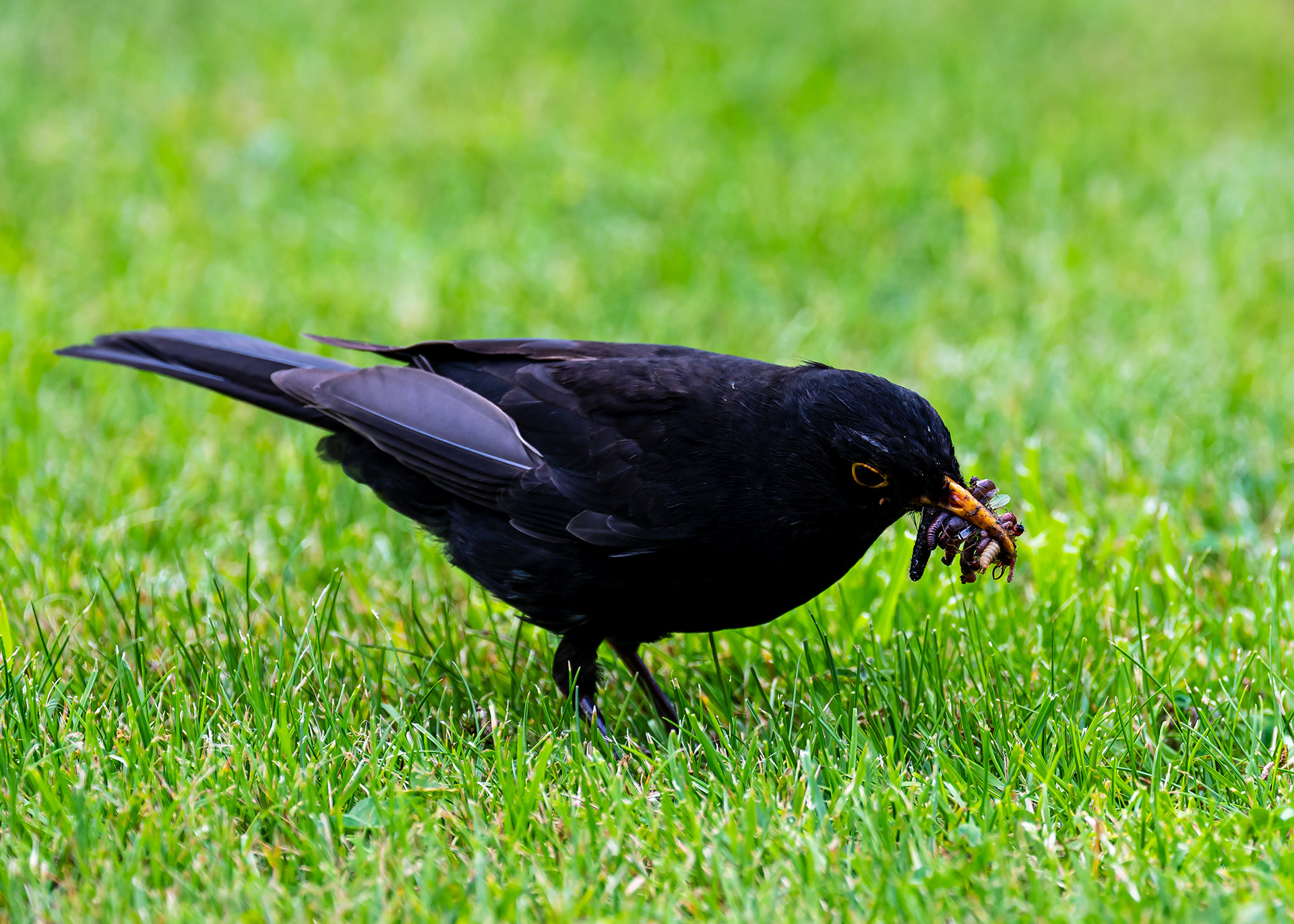 Amsel von Regula