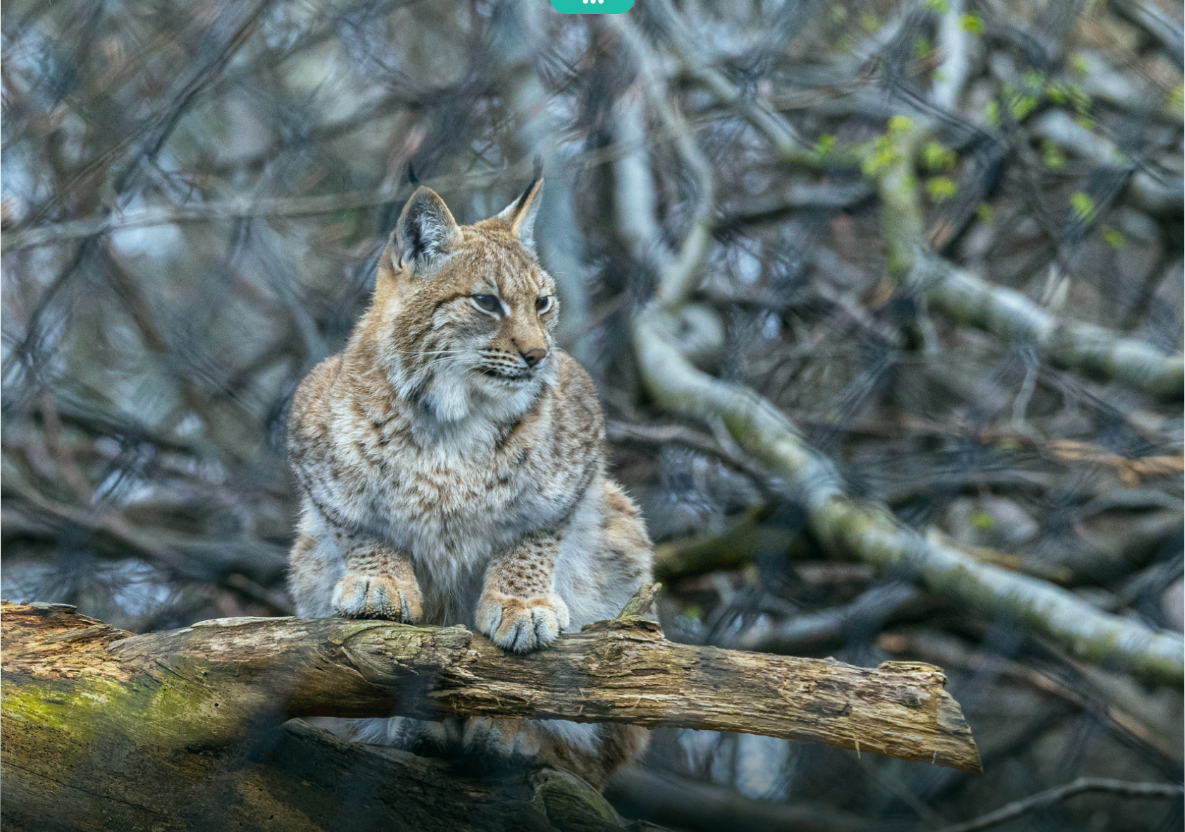 Luchs. Bild von Thomas