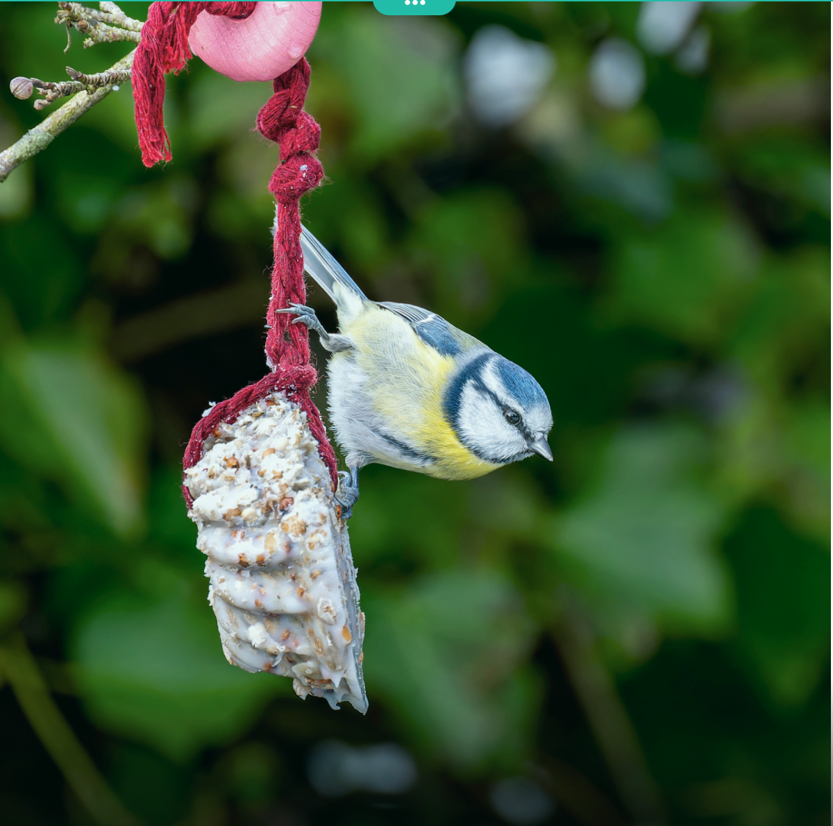 Blaumeise. Bild von Peter