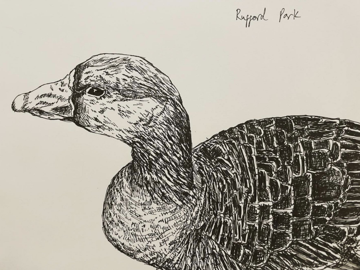 Rufford Park duck (2022)