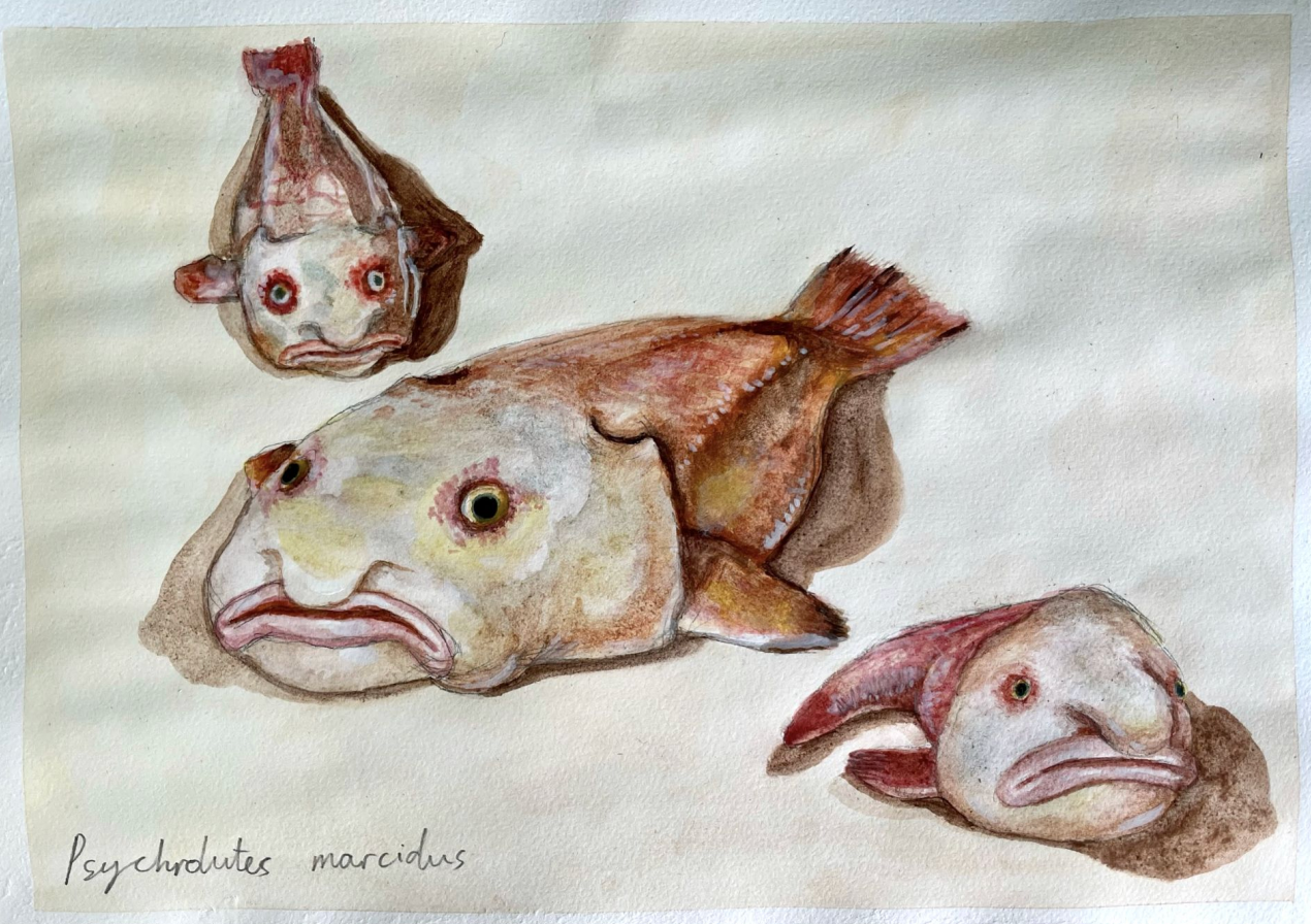 Blobfish (2022)