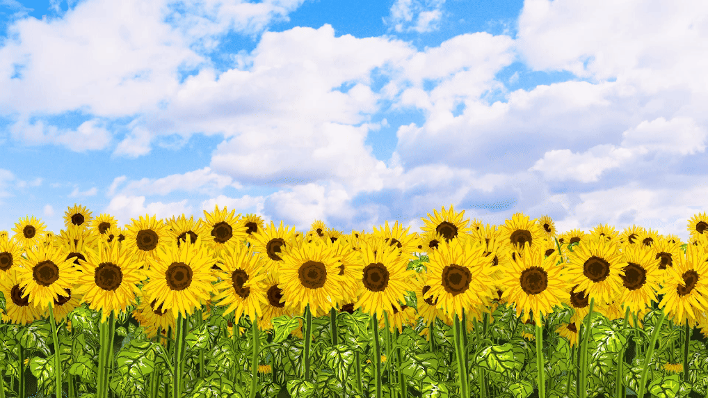 'Field of sunflowers on a sunny day'