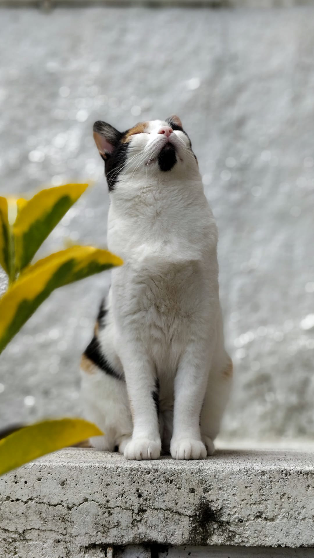 Pet my cat