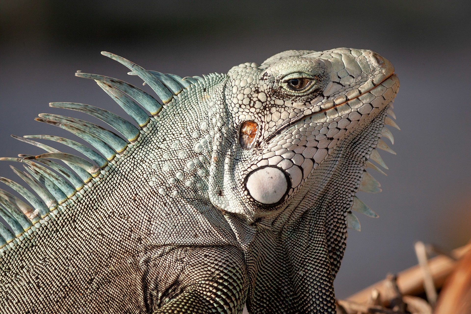 Iguane