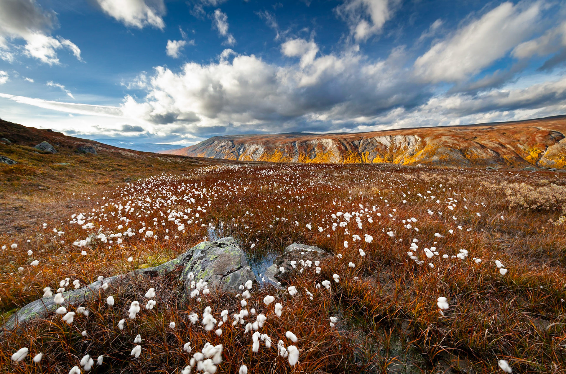 Into the wild Norway