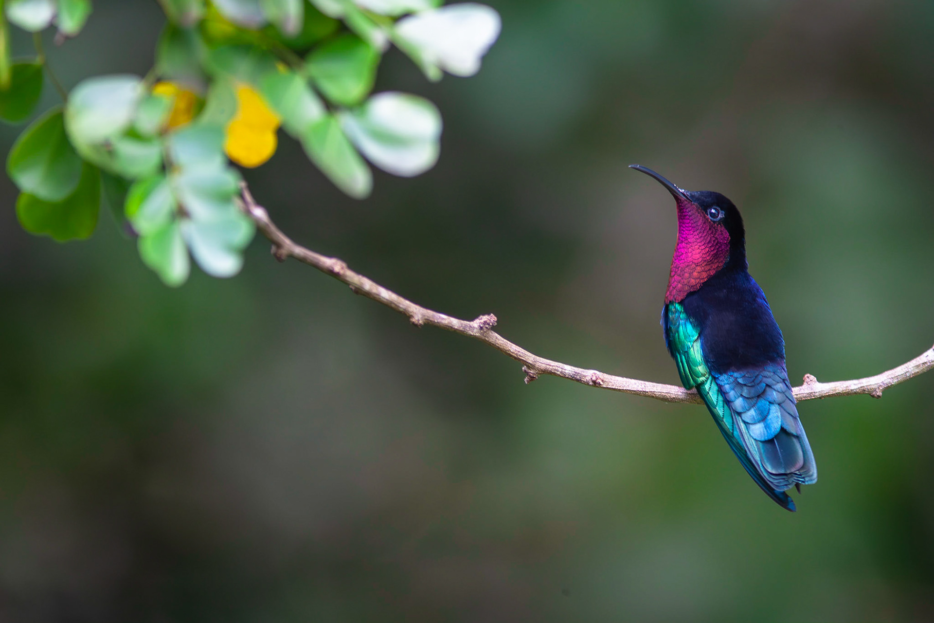 Colibri