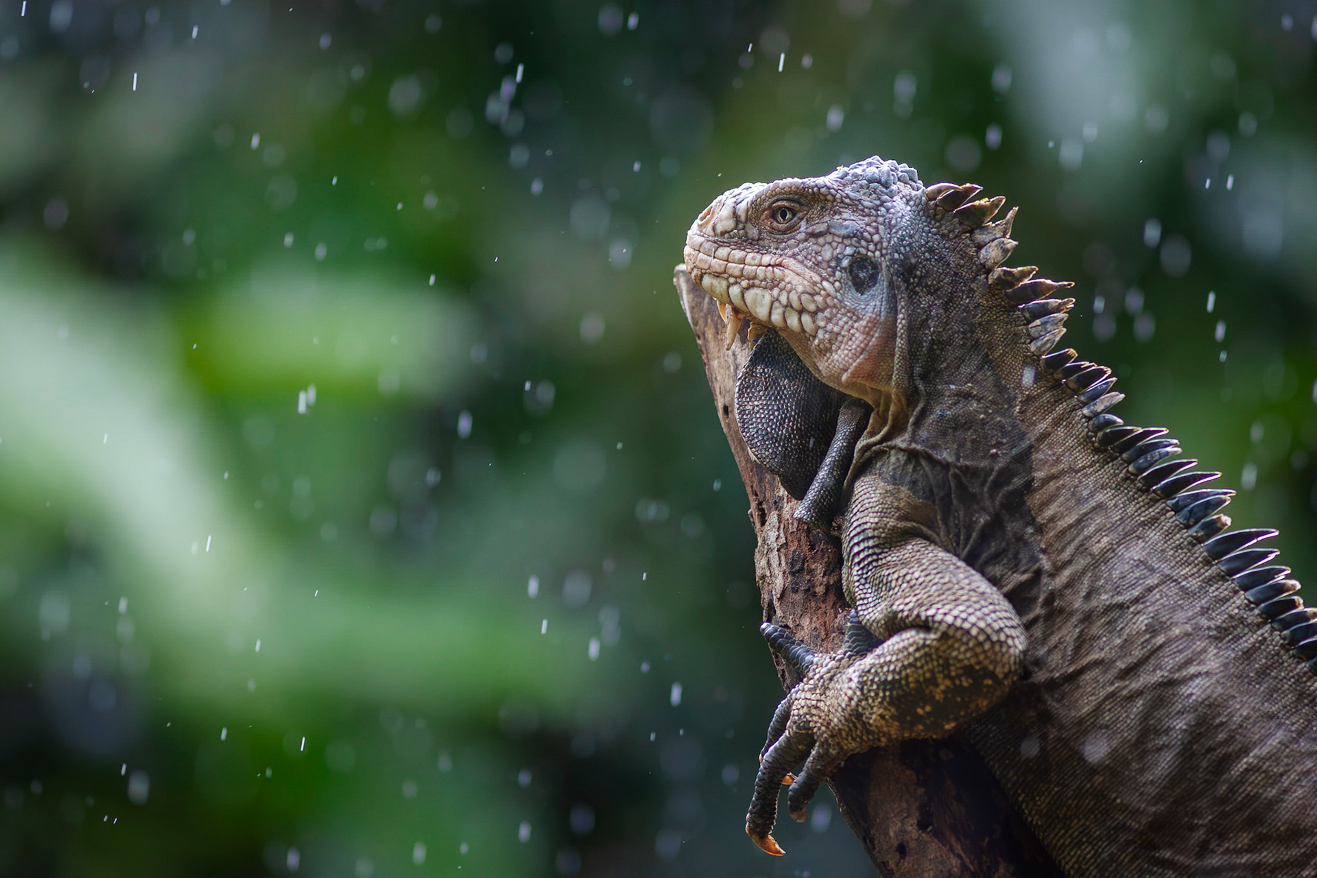 Iguane