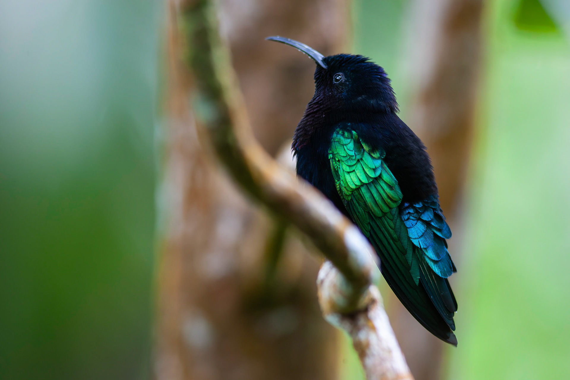 Colibri